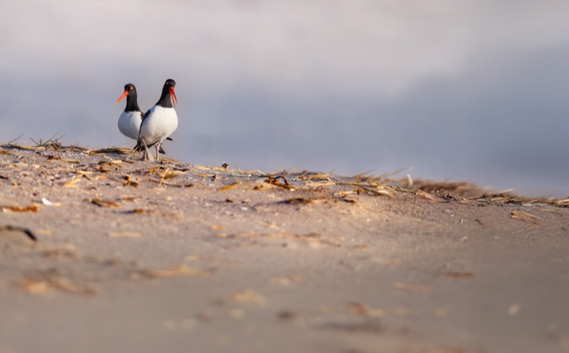 American Oystercatcher