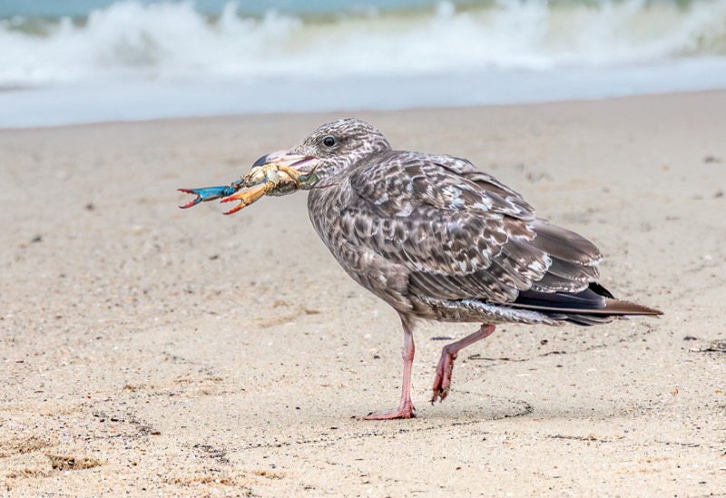 American Herring Gull