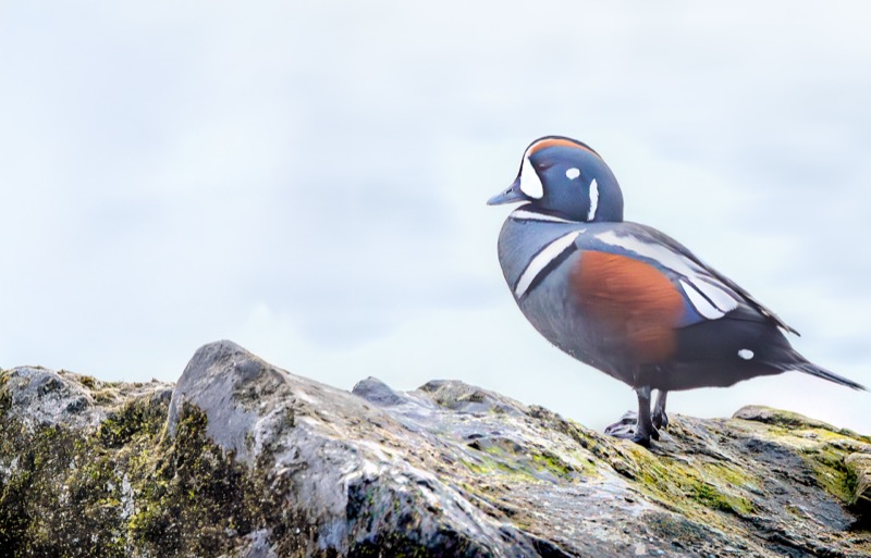 Harlequin Duck