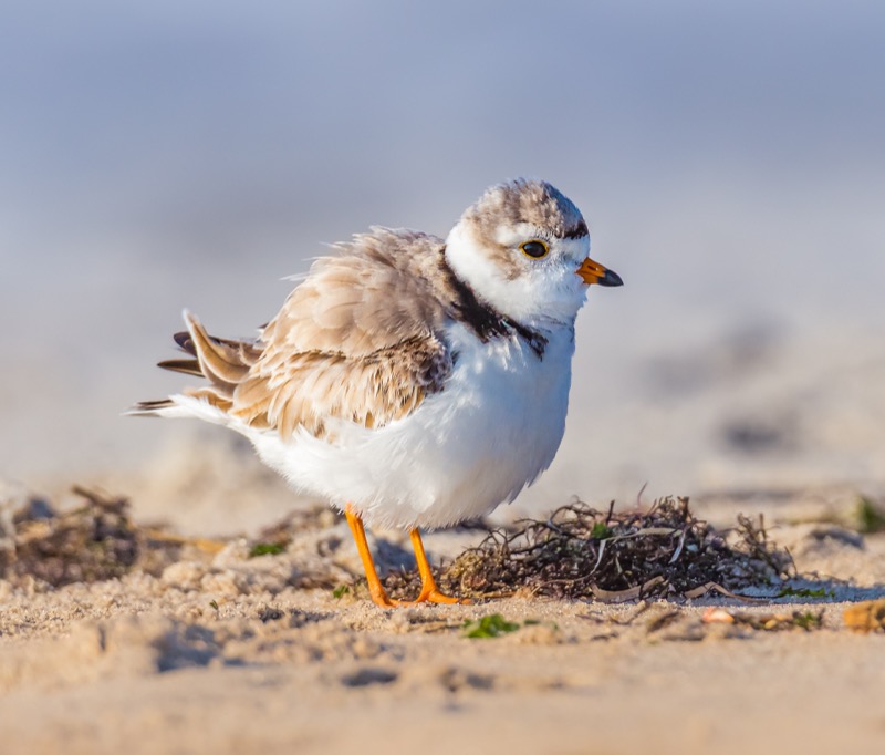 Piping Plover