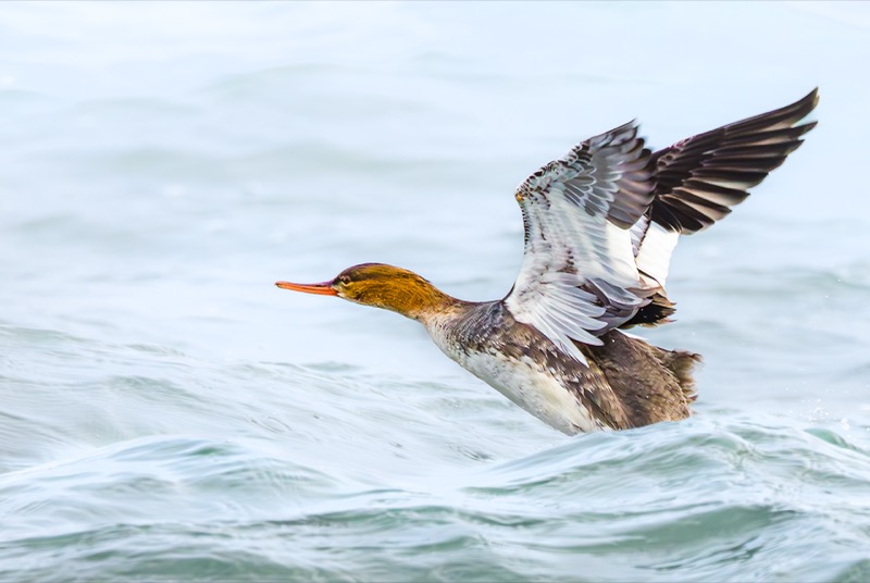 Red-breasted Merganser