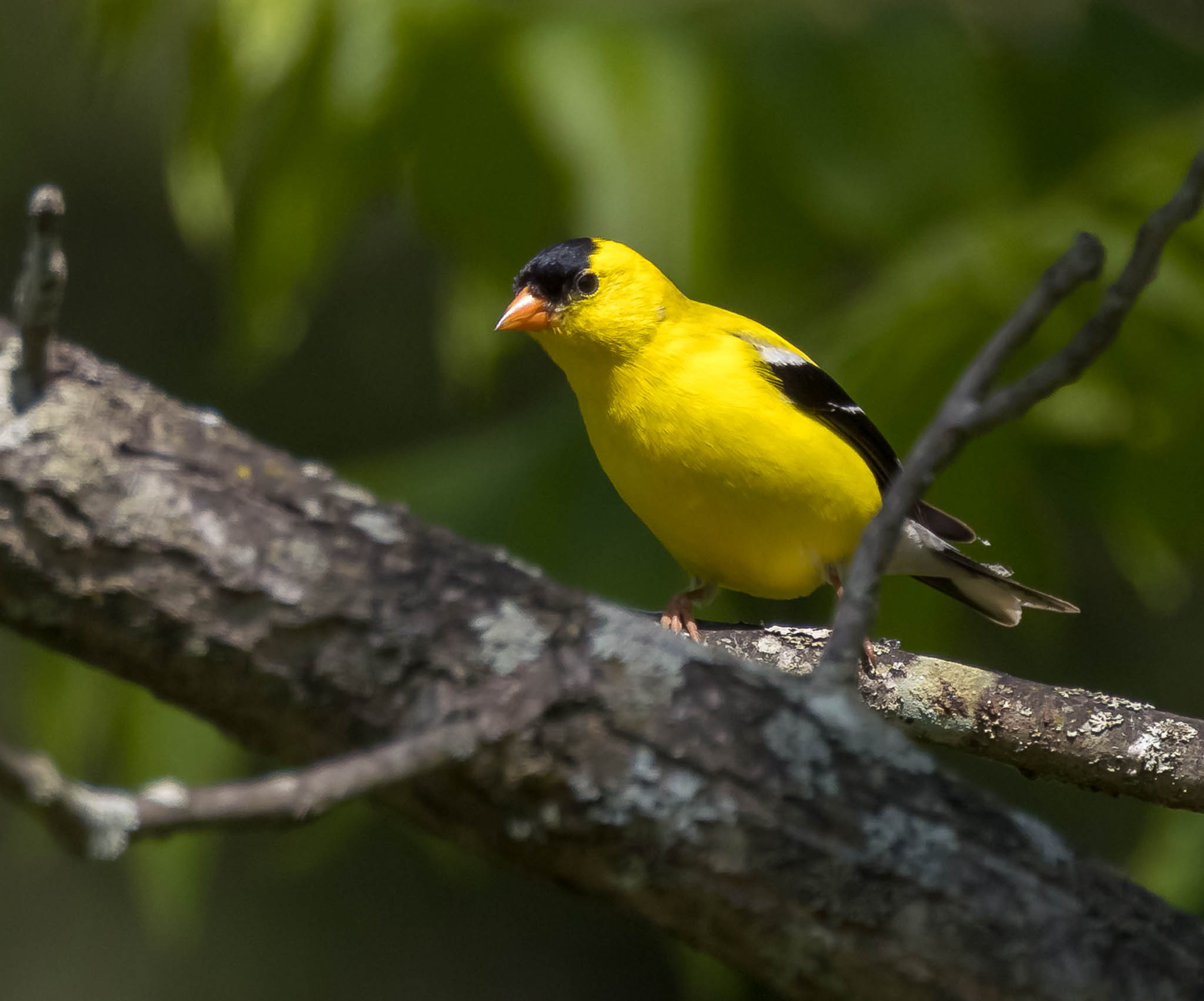 American Goldfinch
