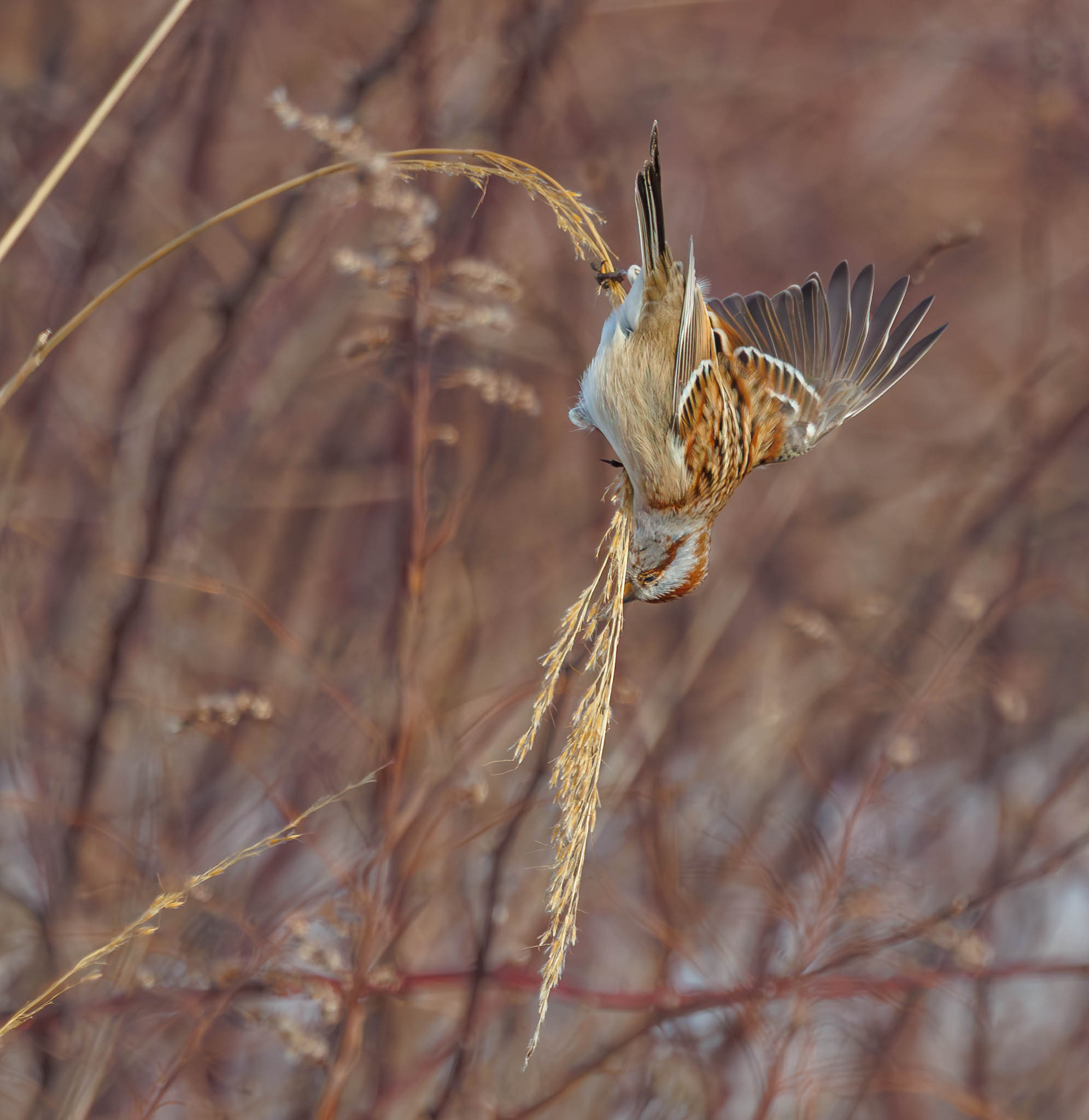 American Tree Sparrow