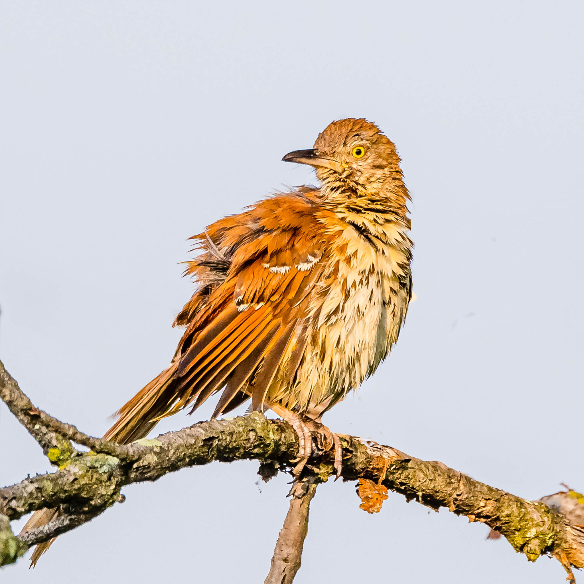 Brown Thrasher