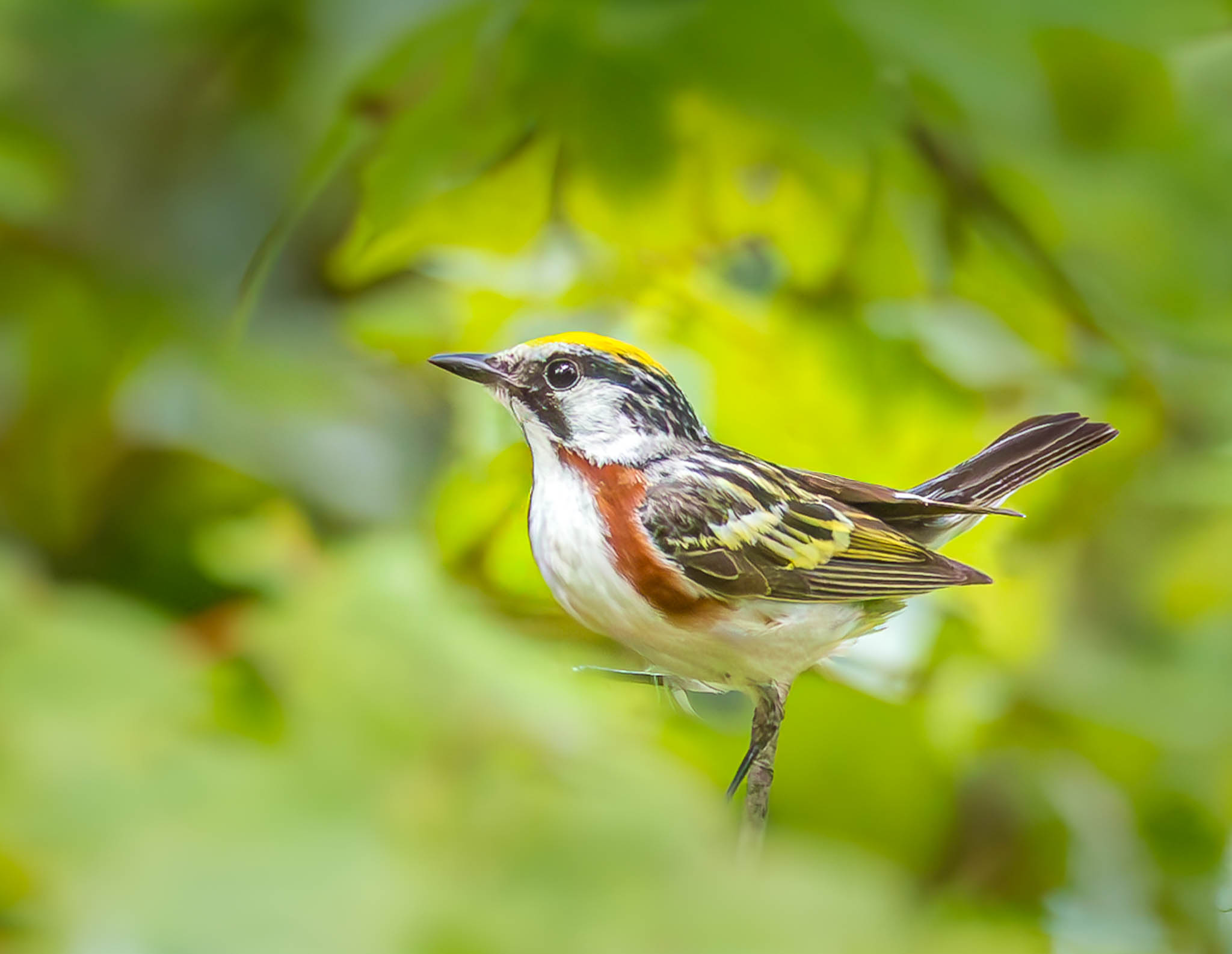 Chestnut-sided Warbler