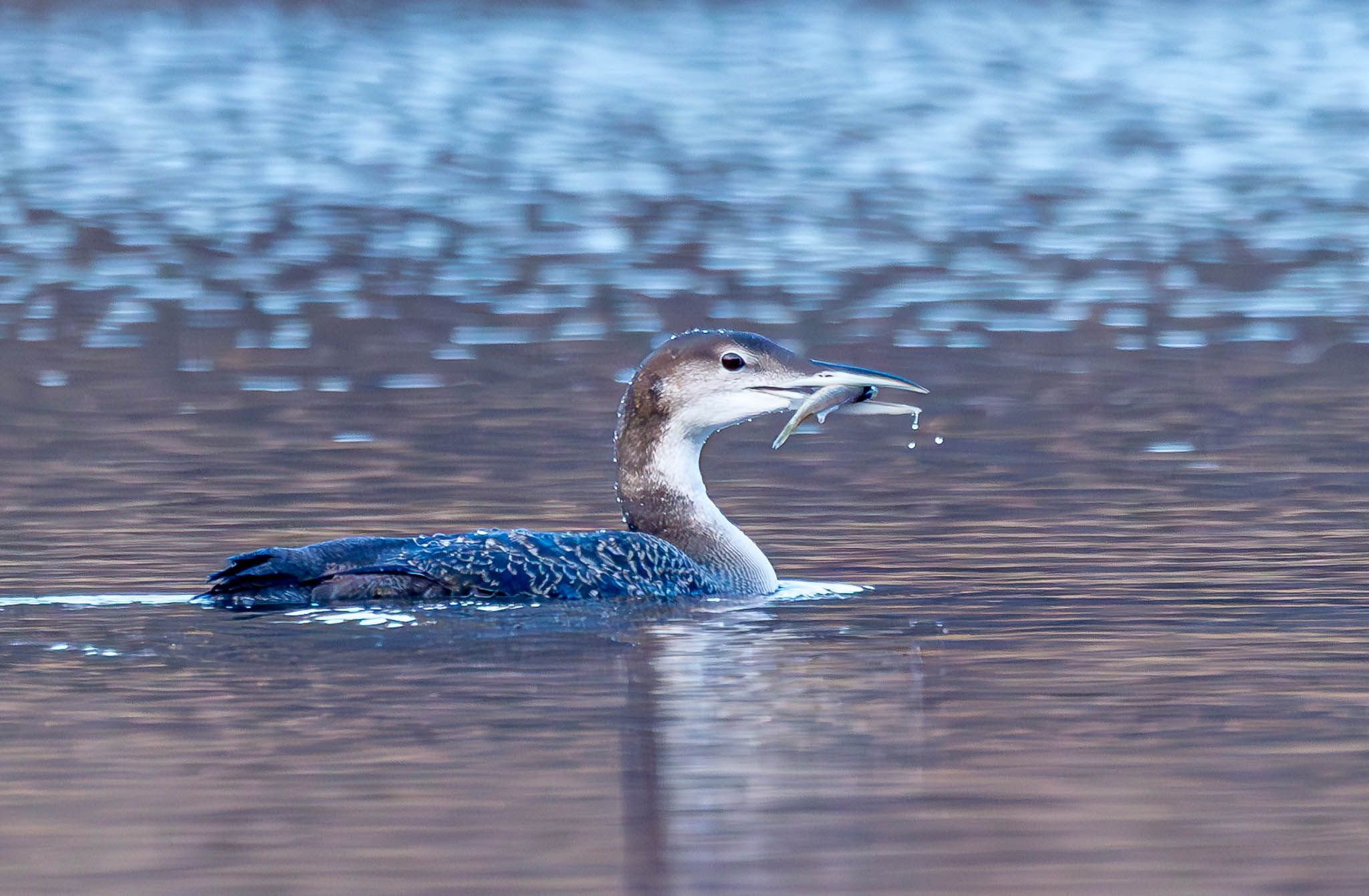 Common Loon