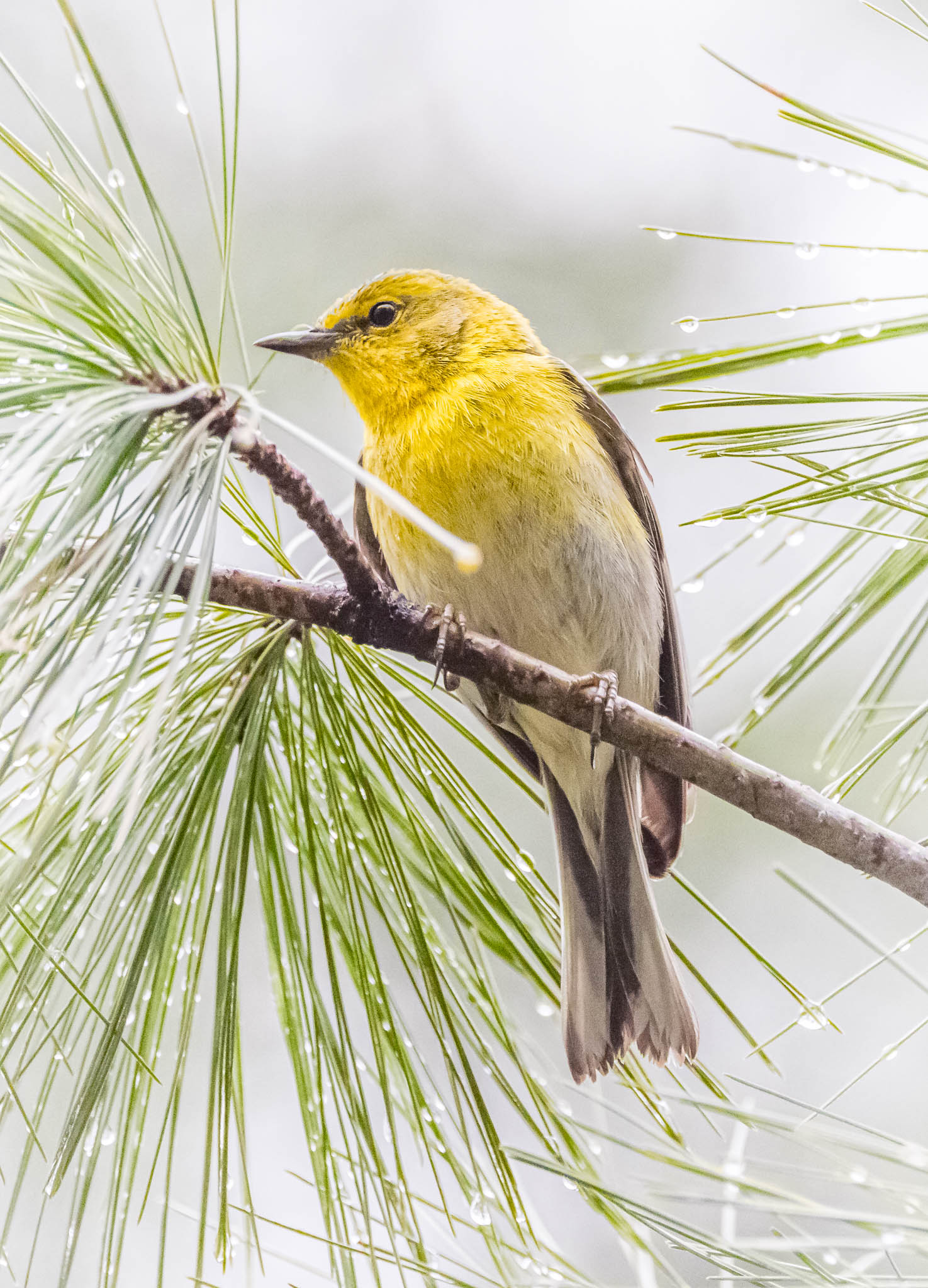Black-throated Green Warbler