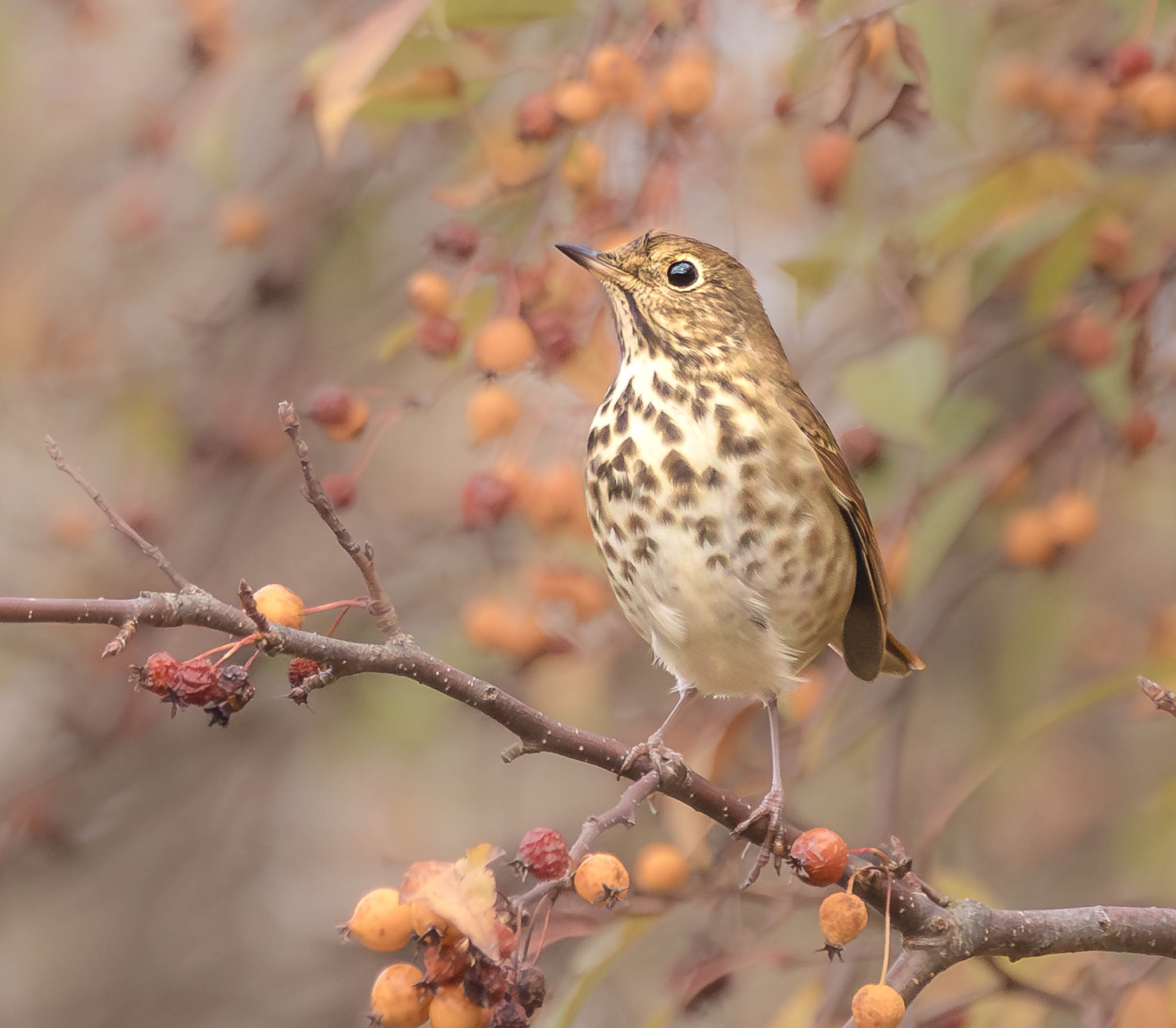 Hermit Thrush