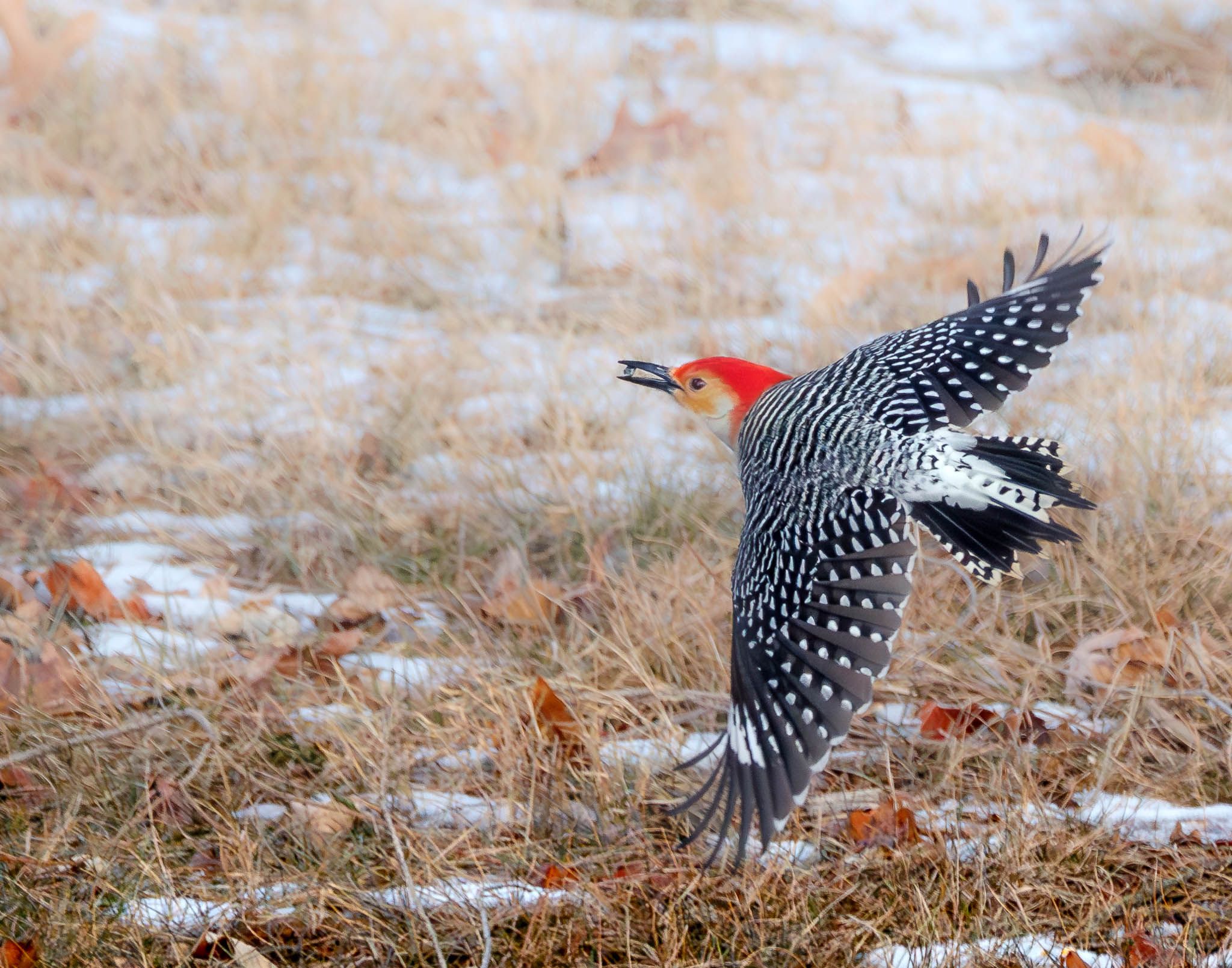 Red-bellied Woodpecker