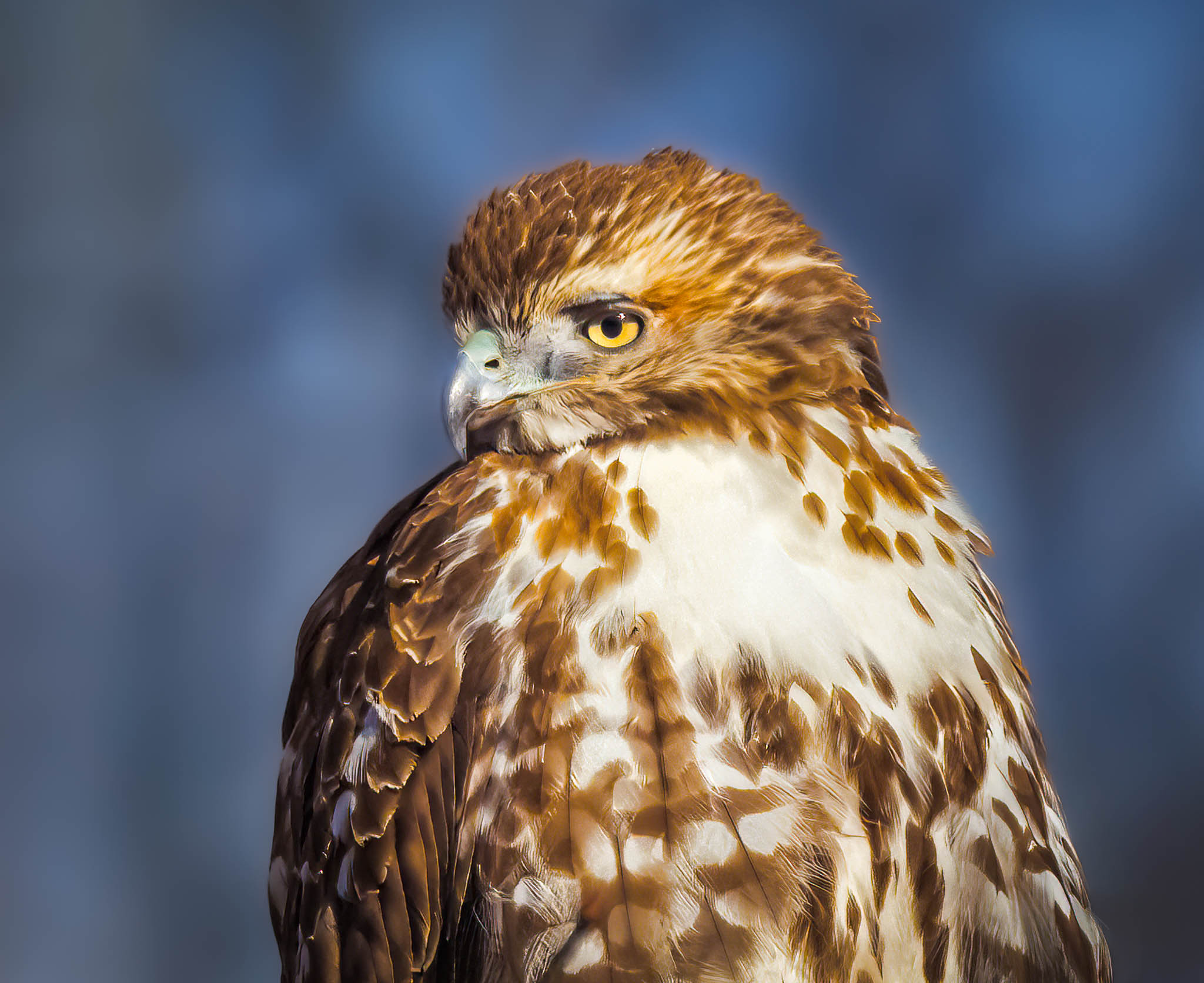 Red-tailed Hawk