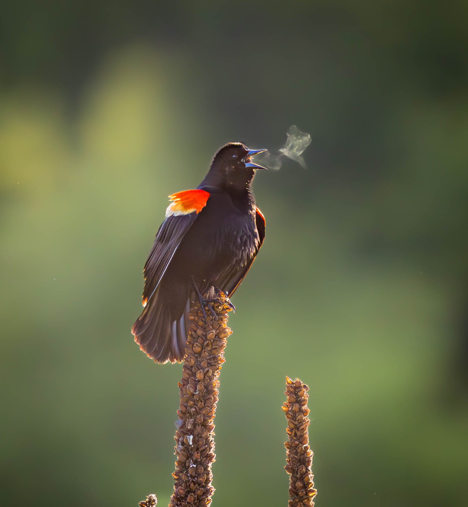 Red-winged Blackbird