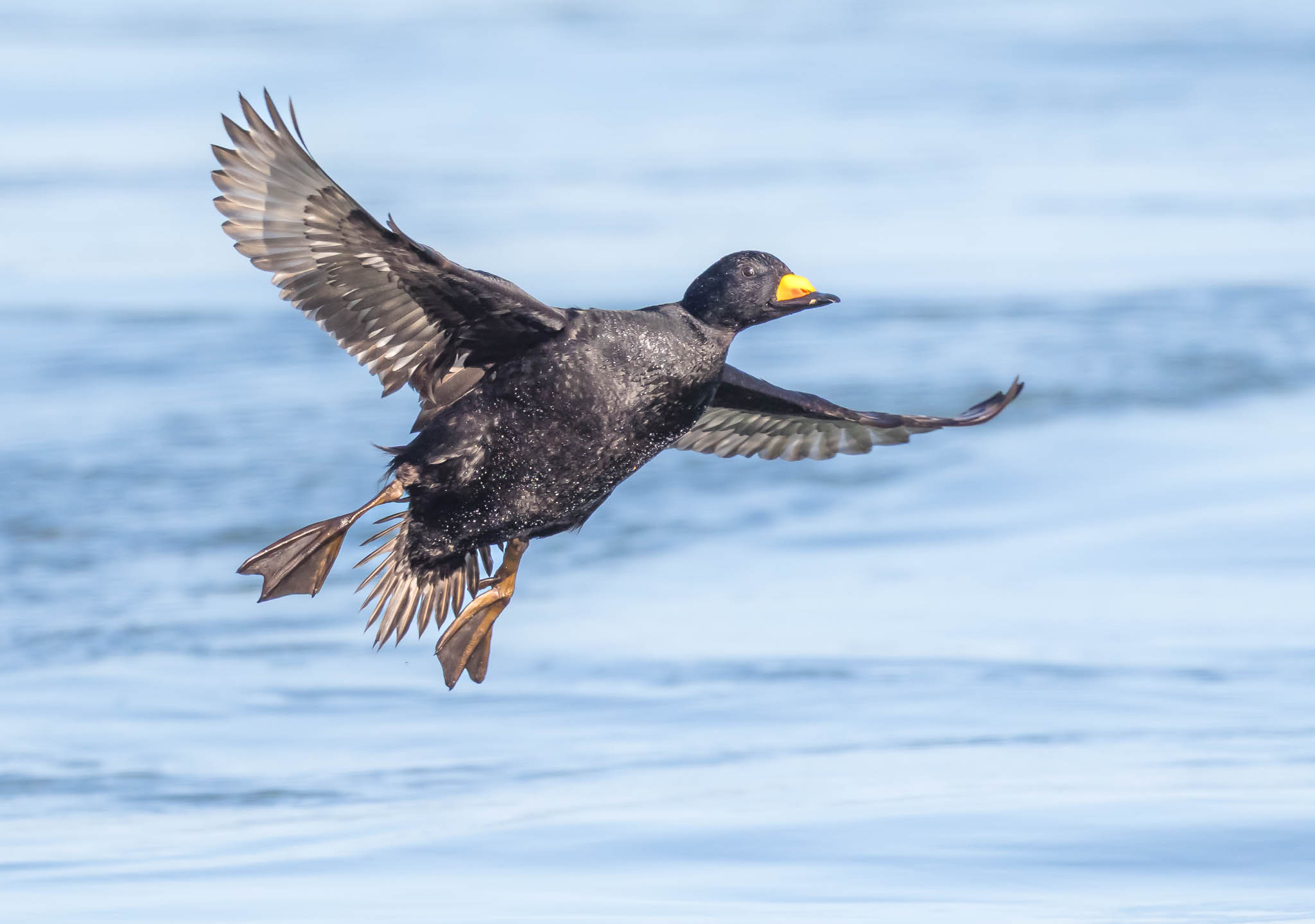 Black Scoter