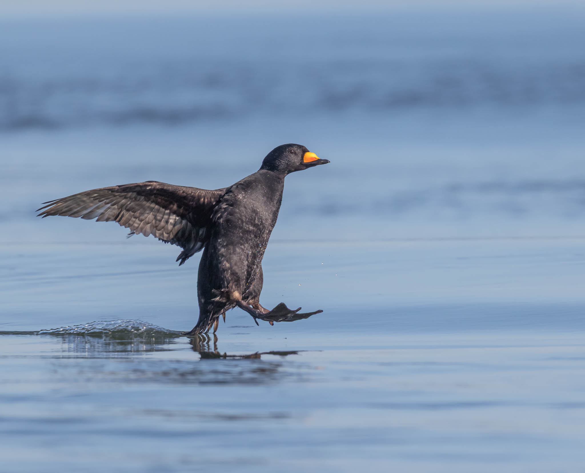 Black Scoter