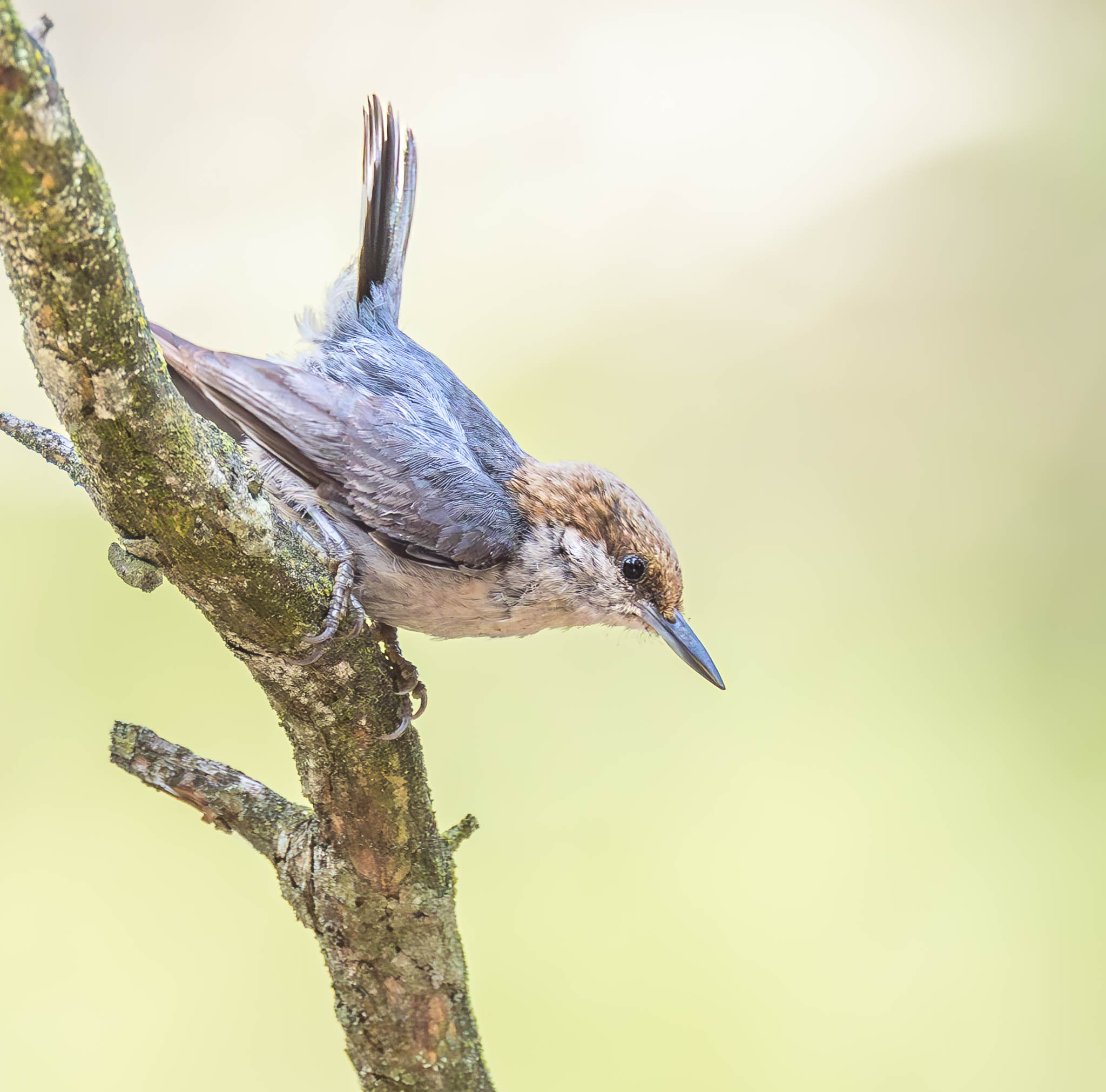 Brown-capped Chickadee