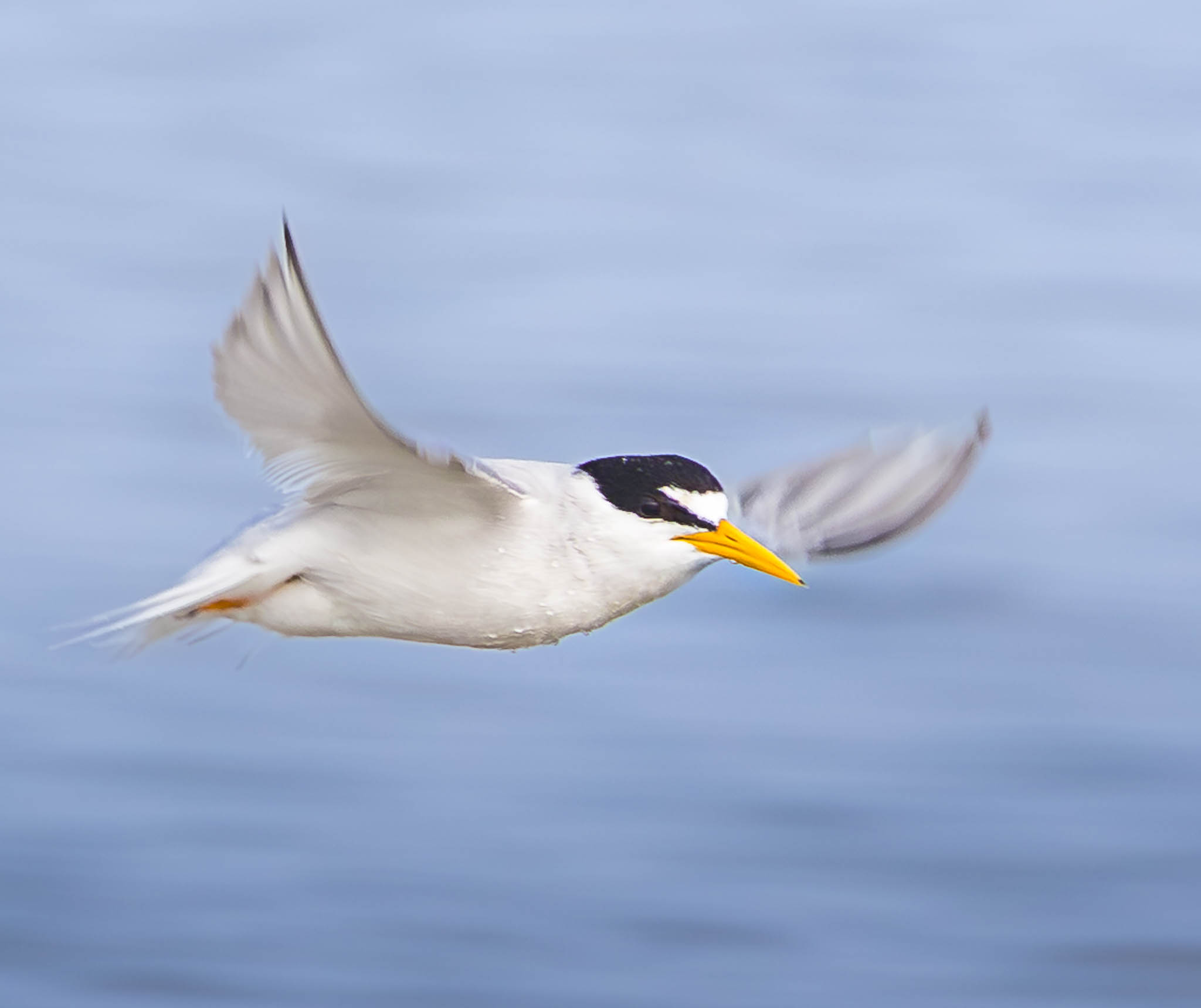 Least Tern