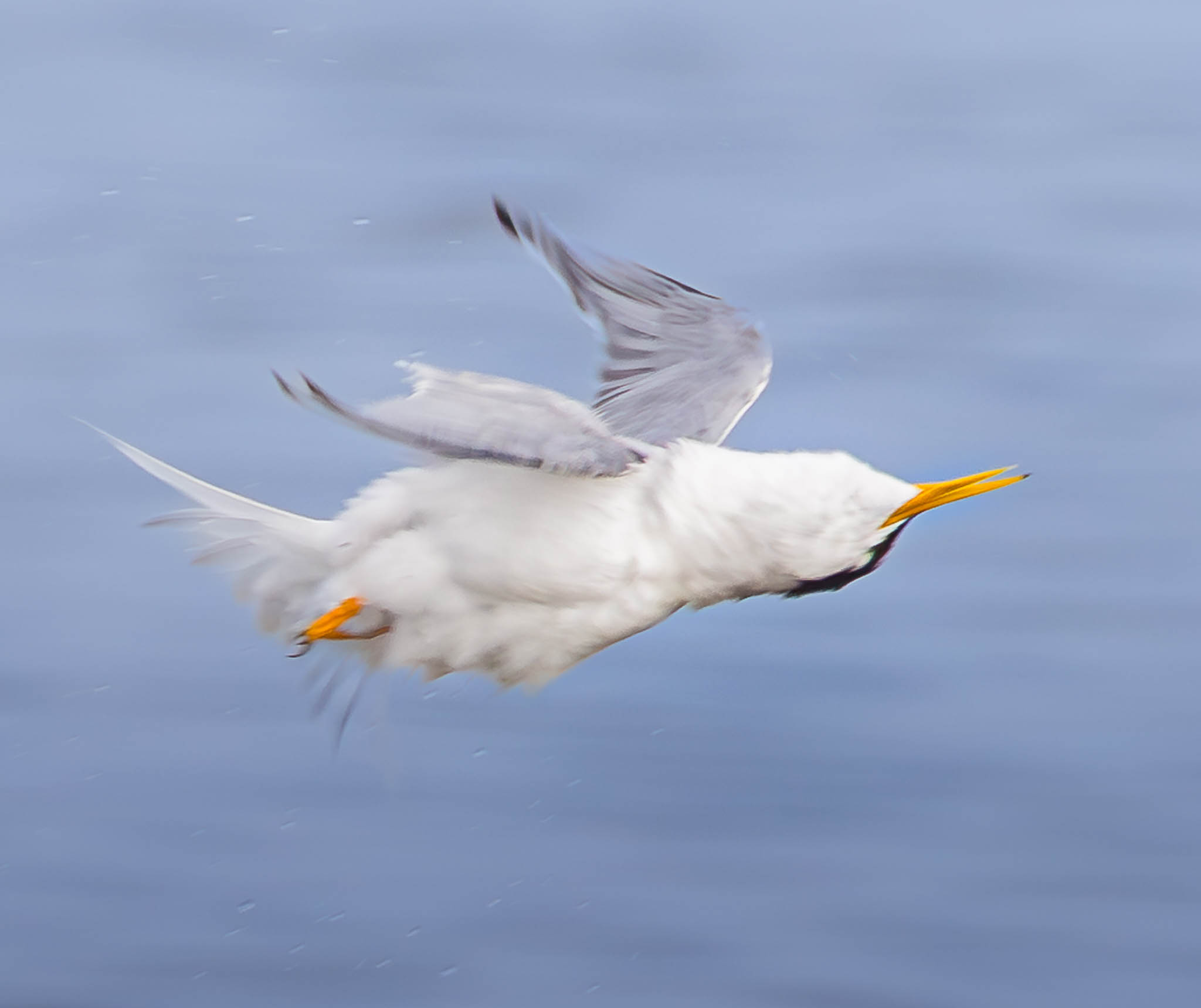 Least Tern