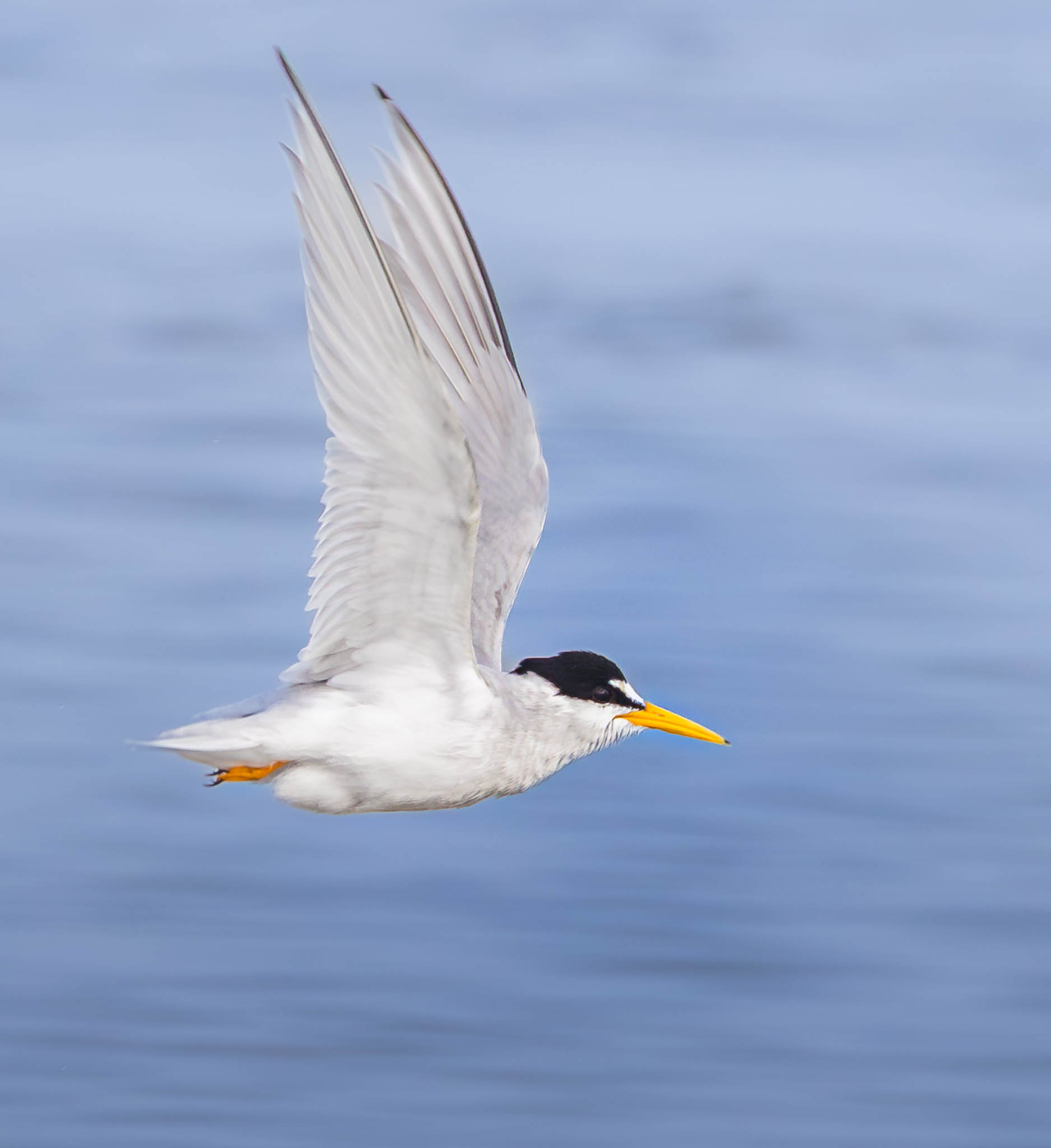 Least Tern