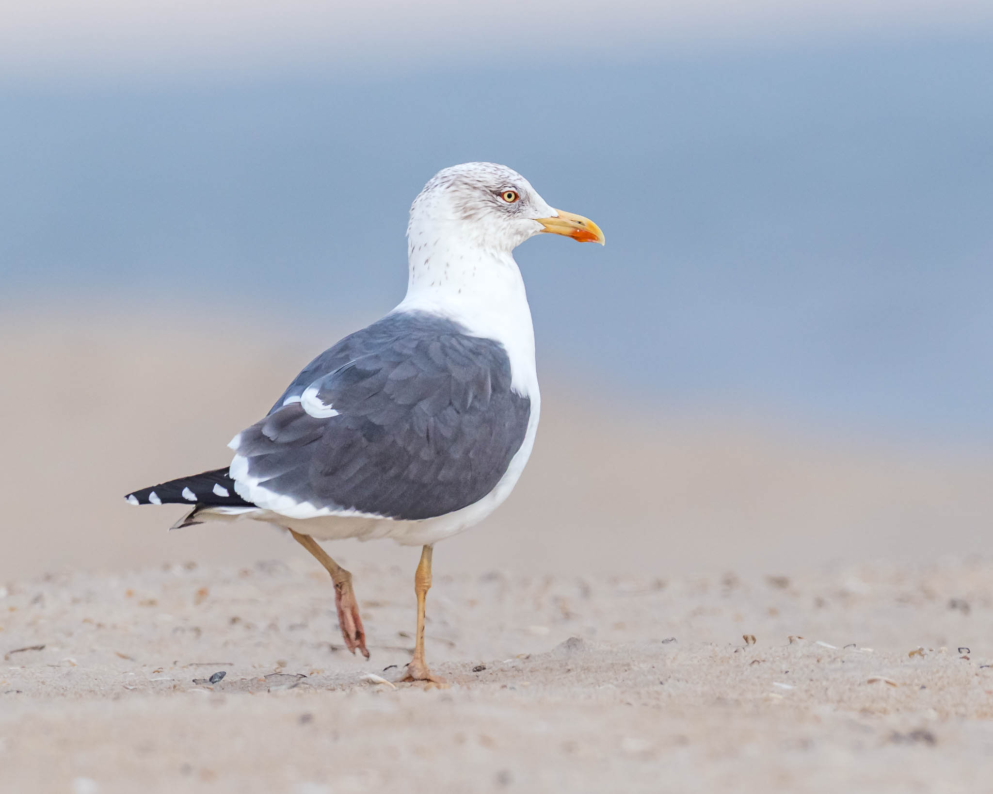 Lesser Black-backed Gull
