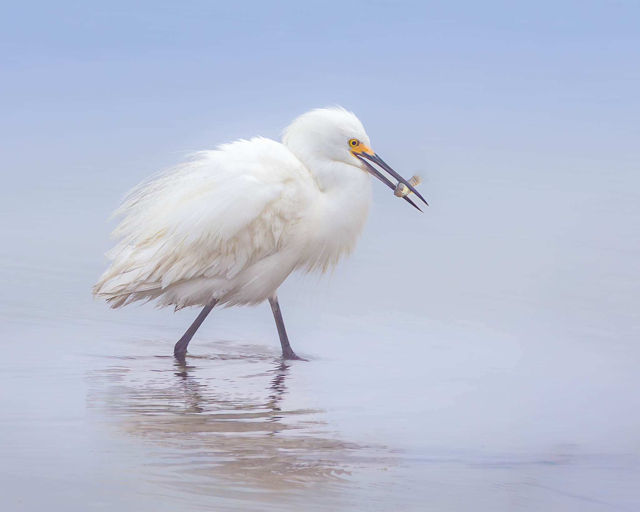Snowy Egret