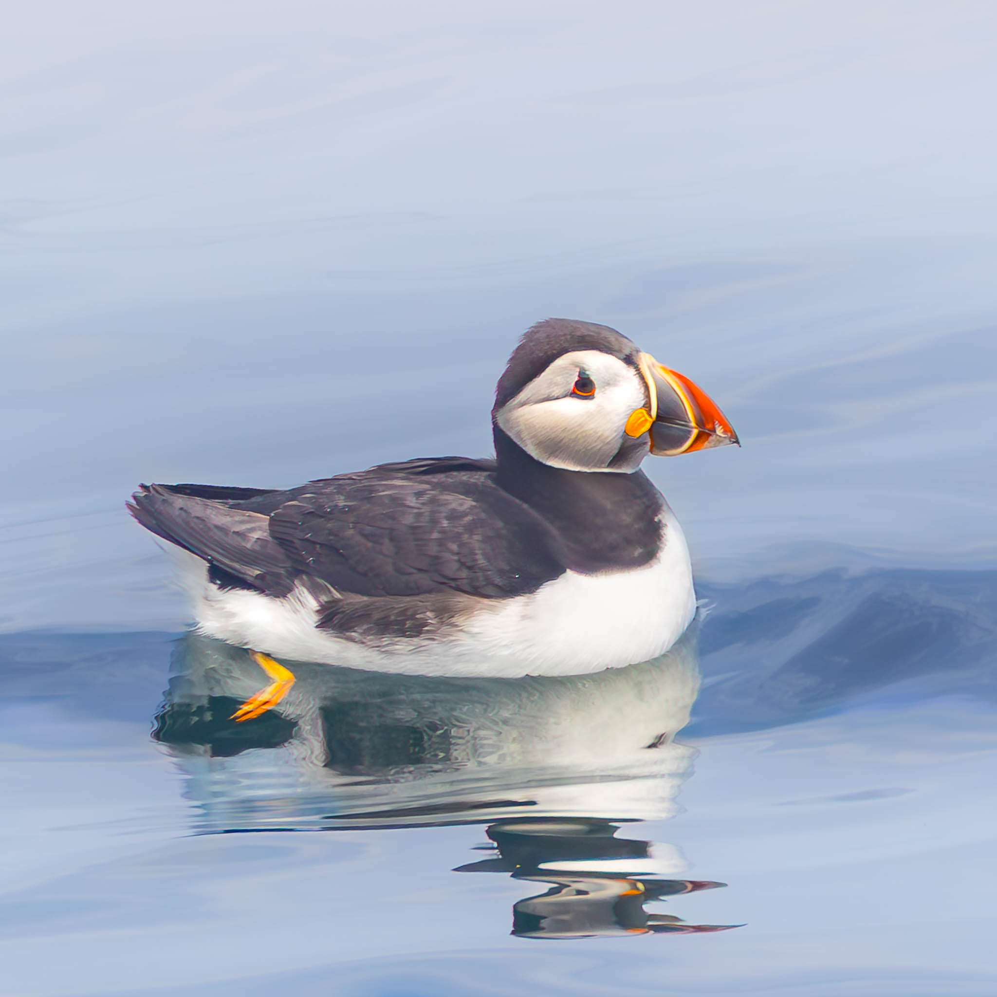 Atlantic Puffin