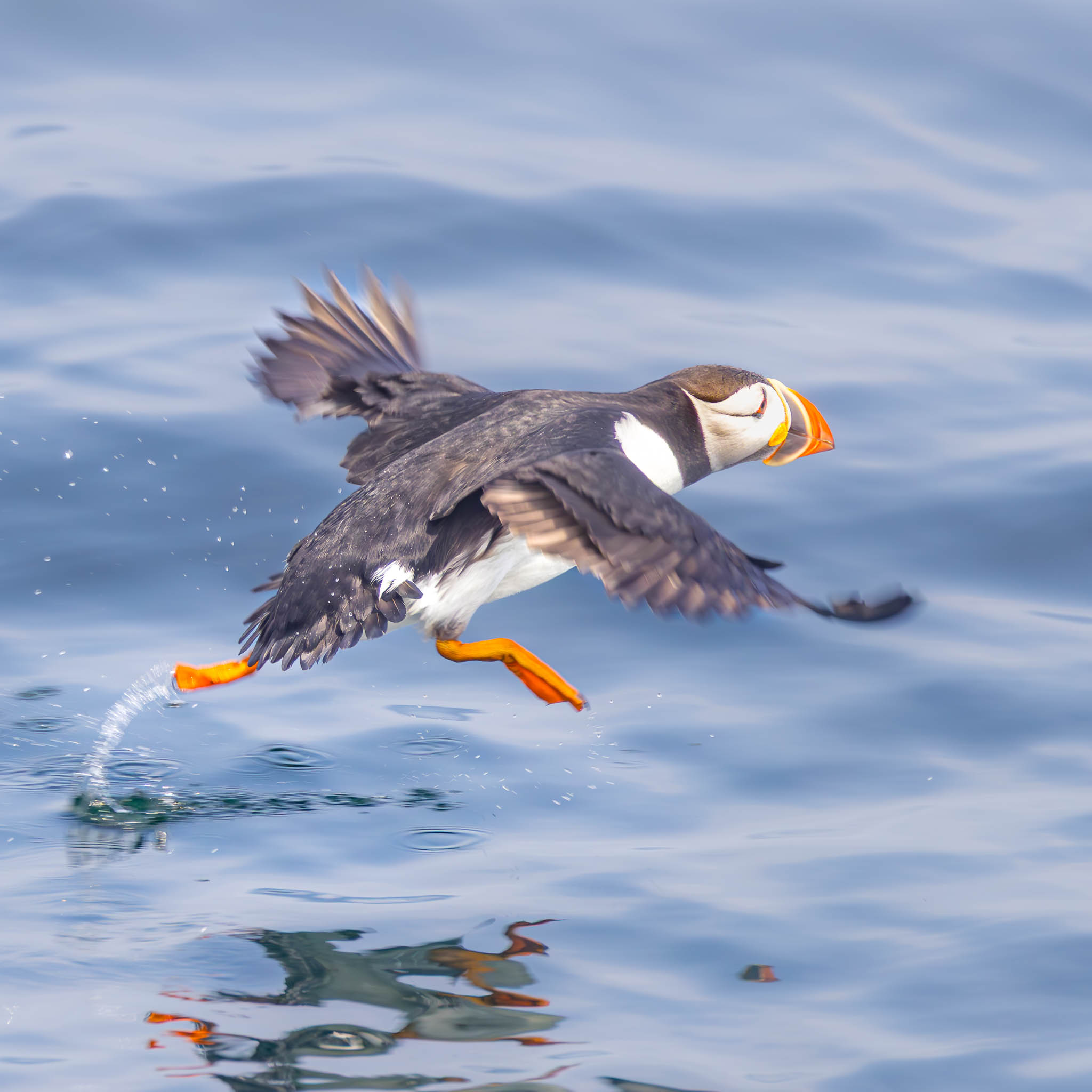Atlantic Puffin