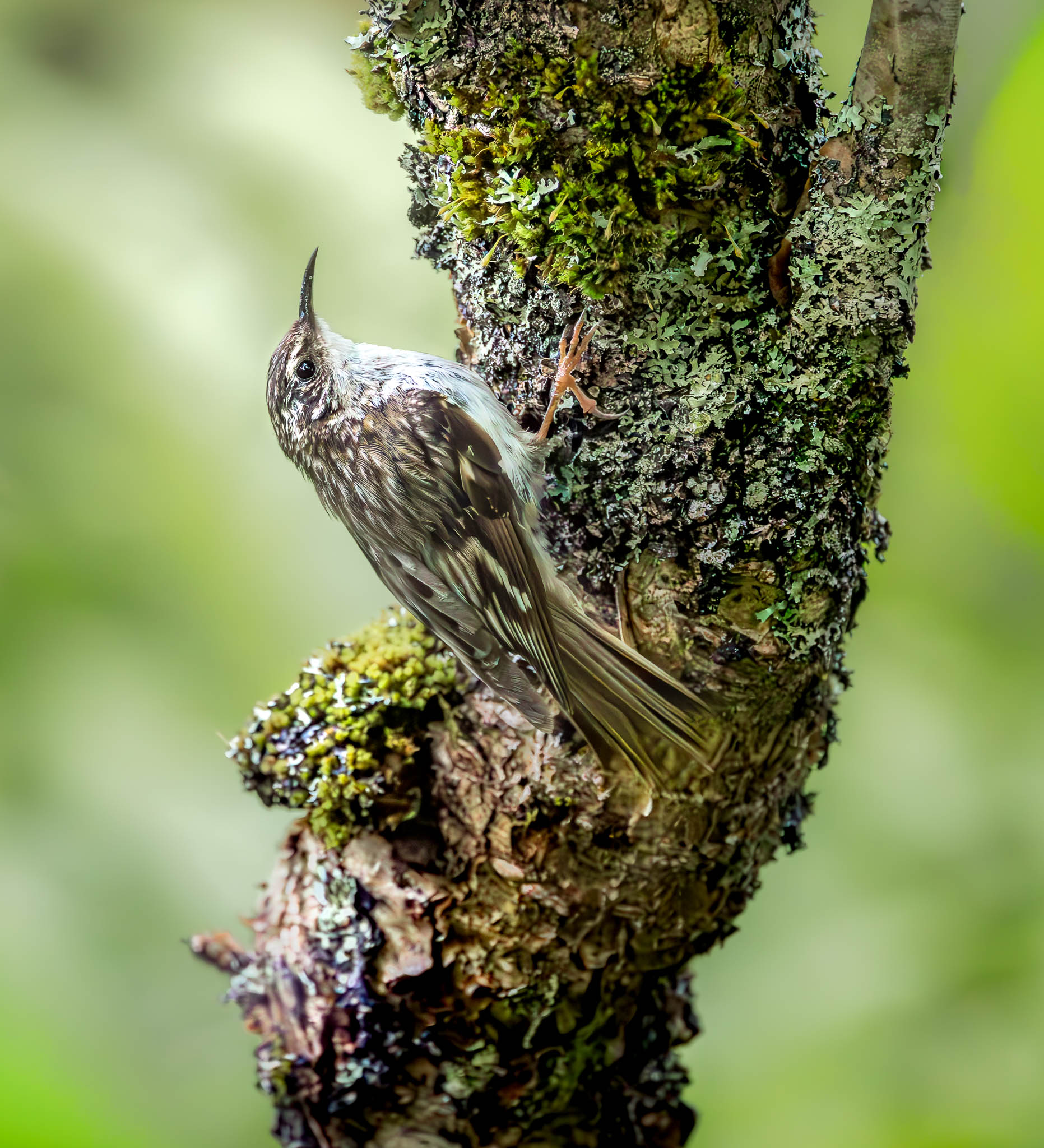 Brown Creeper