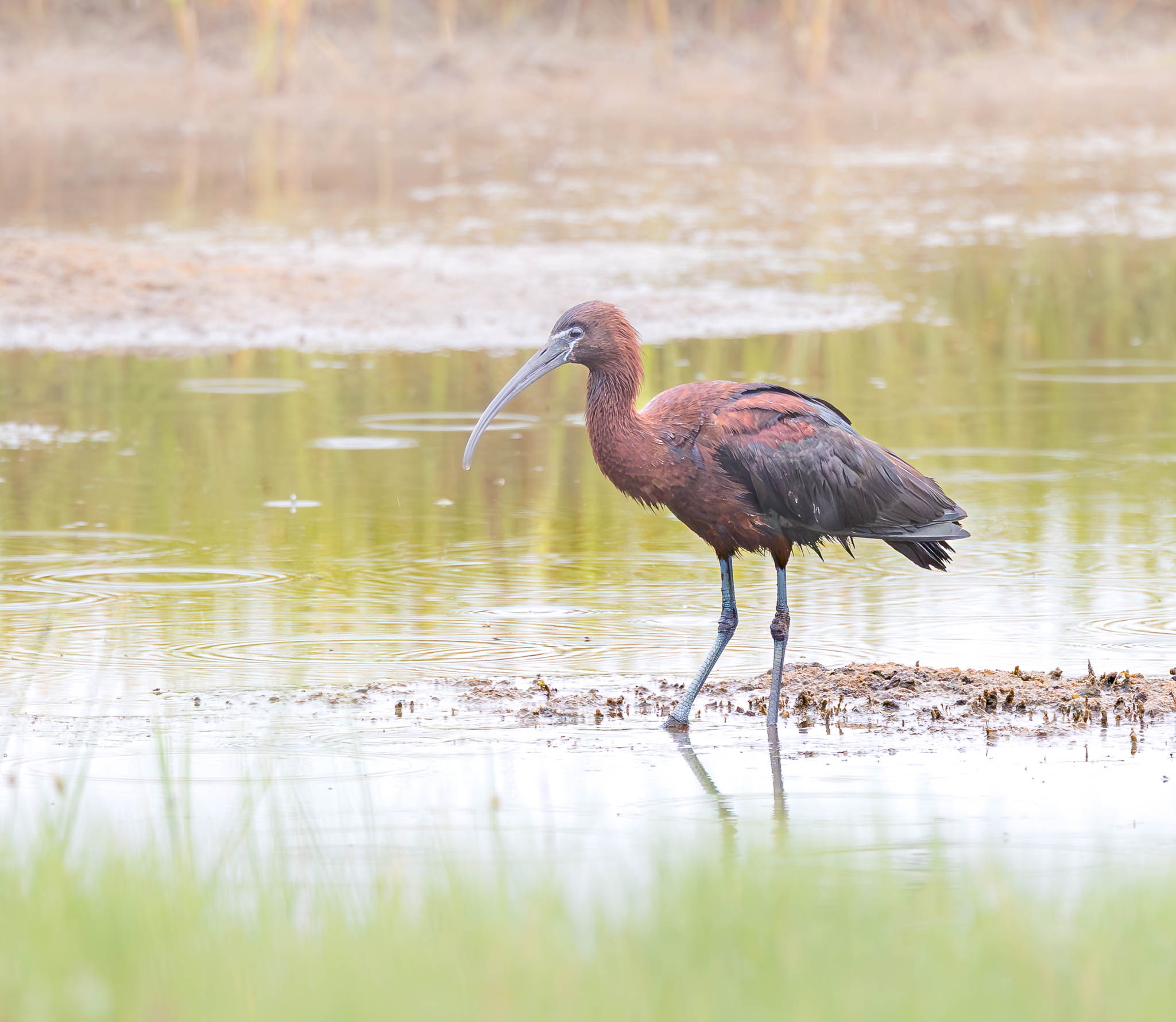 Glossy Ibis