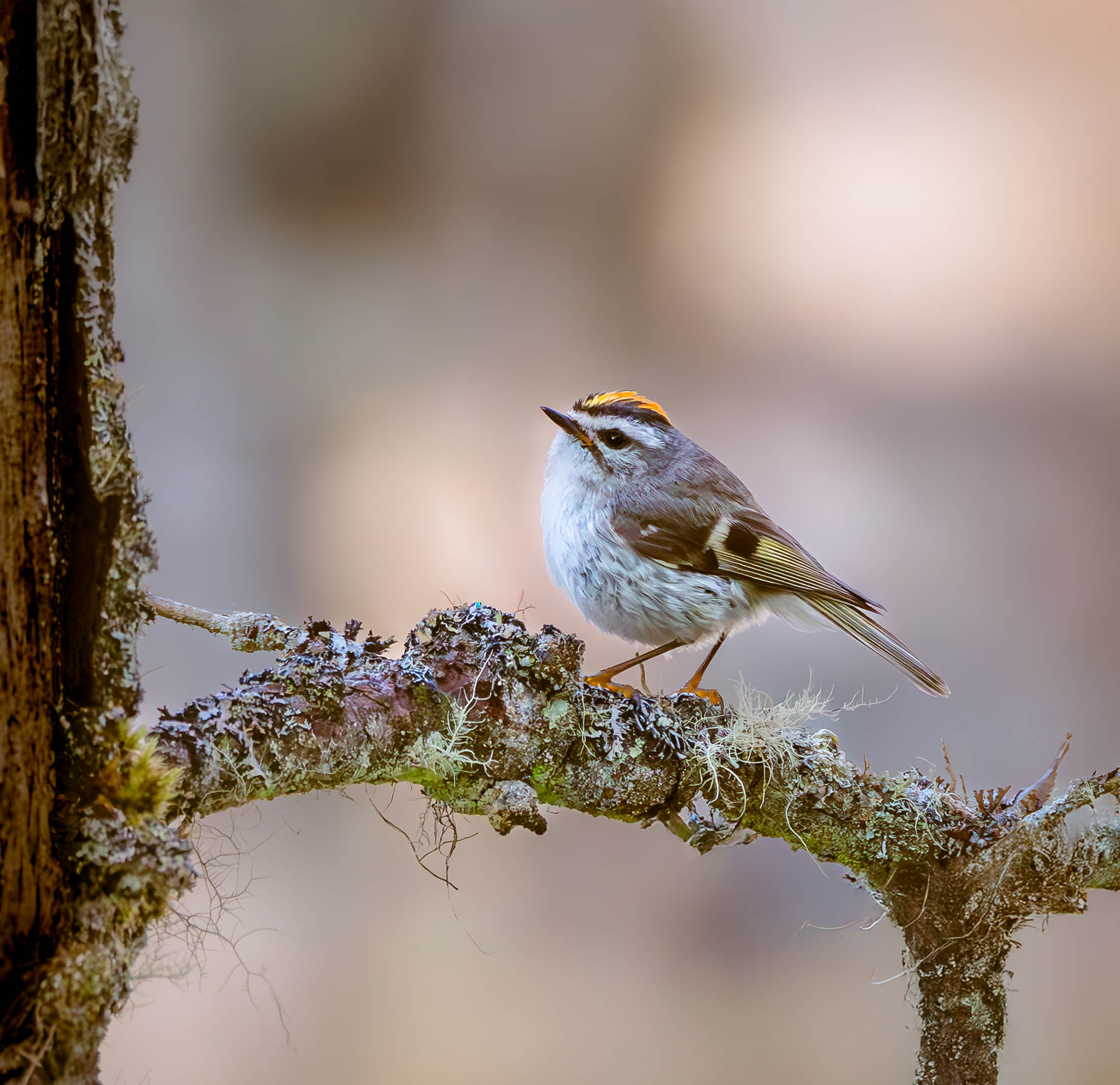 Golden-crowned Kinglet