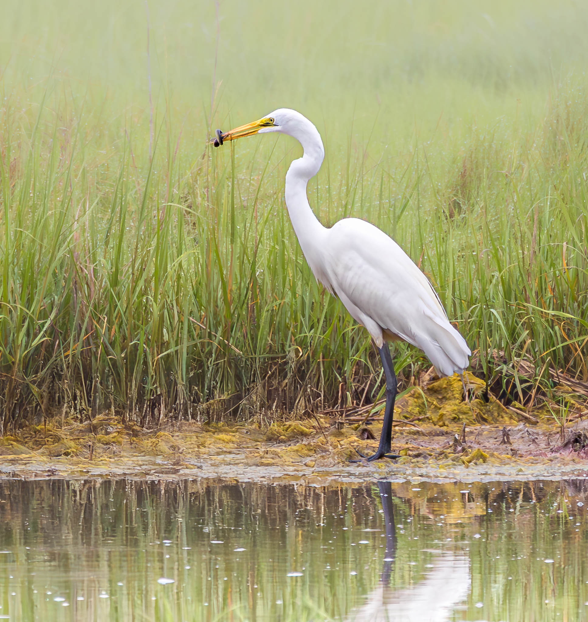 Great Egret