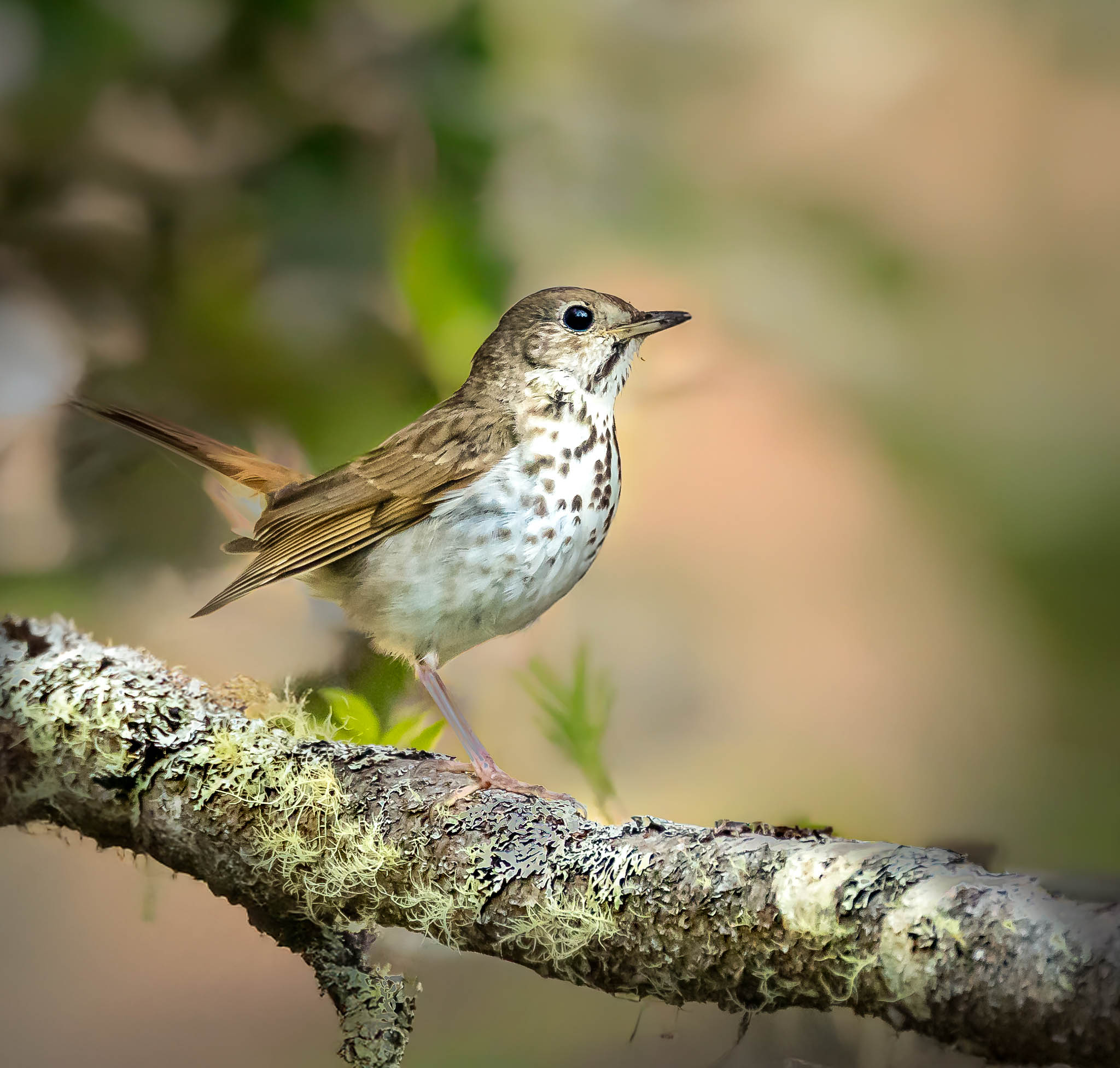 Hermit Thrush
