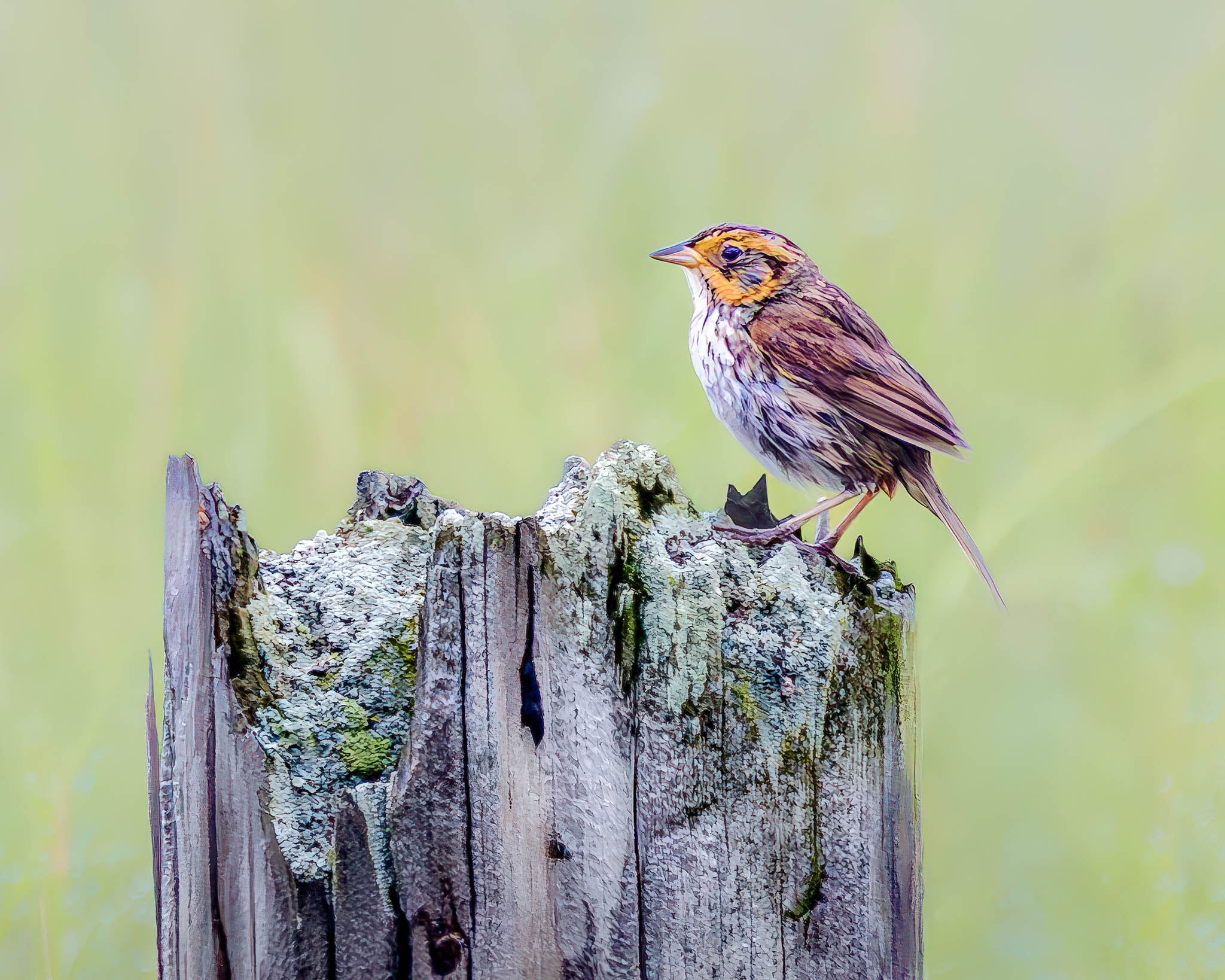 Saltmarsh Sparrow