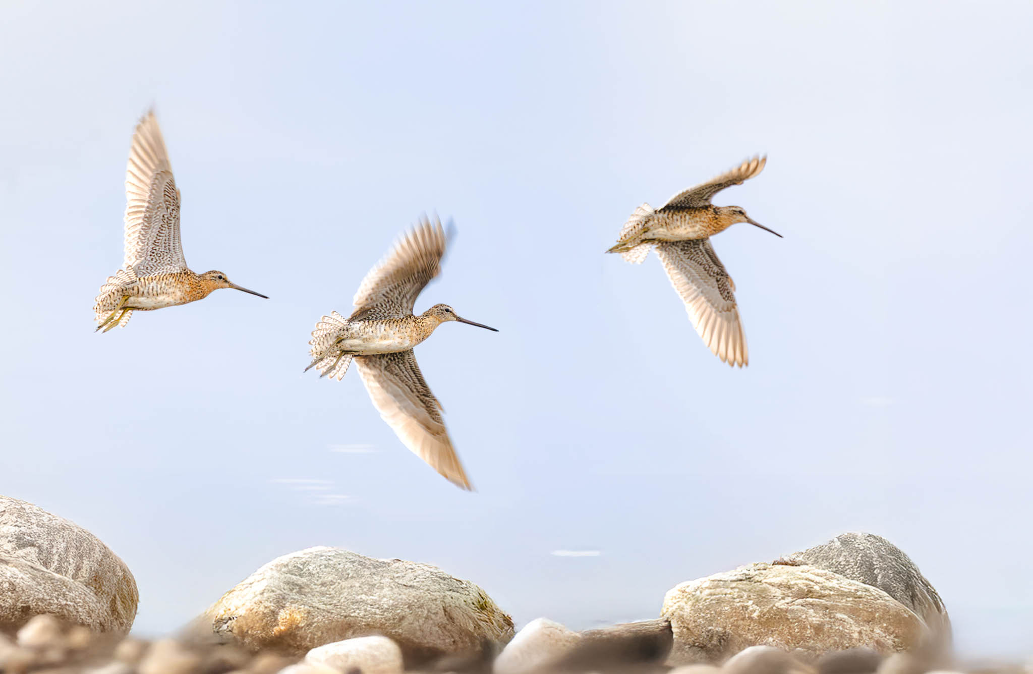 Short-billed Dowitcher