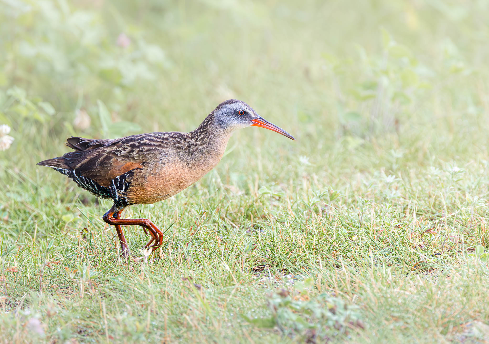 Virginia Rail