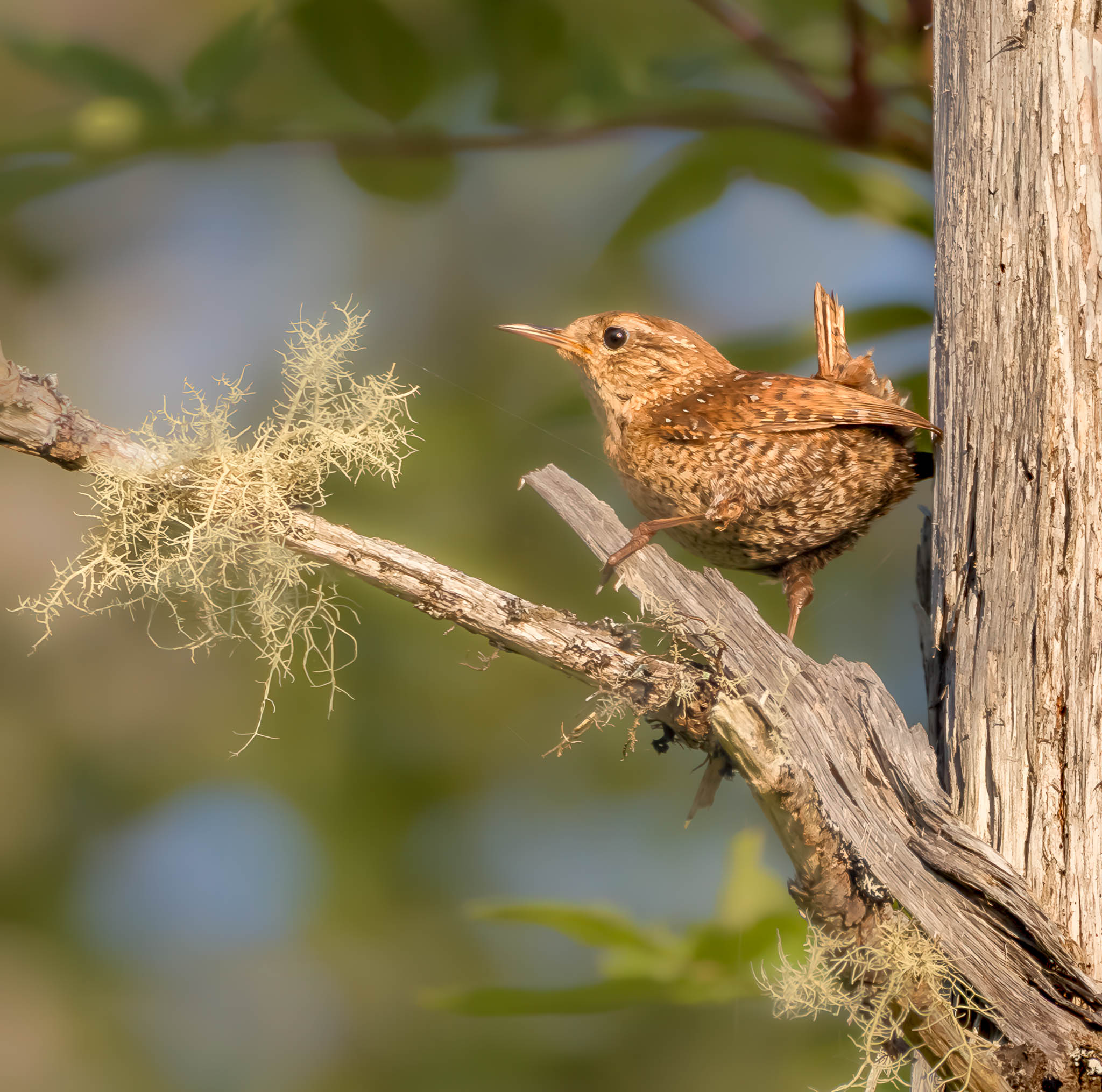 Winter Wren