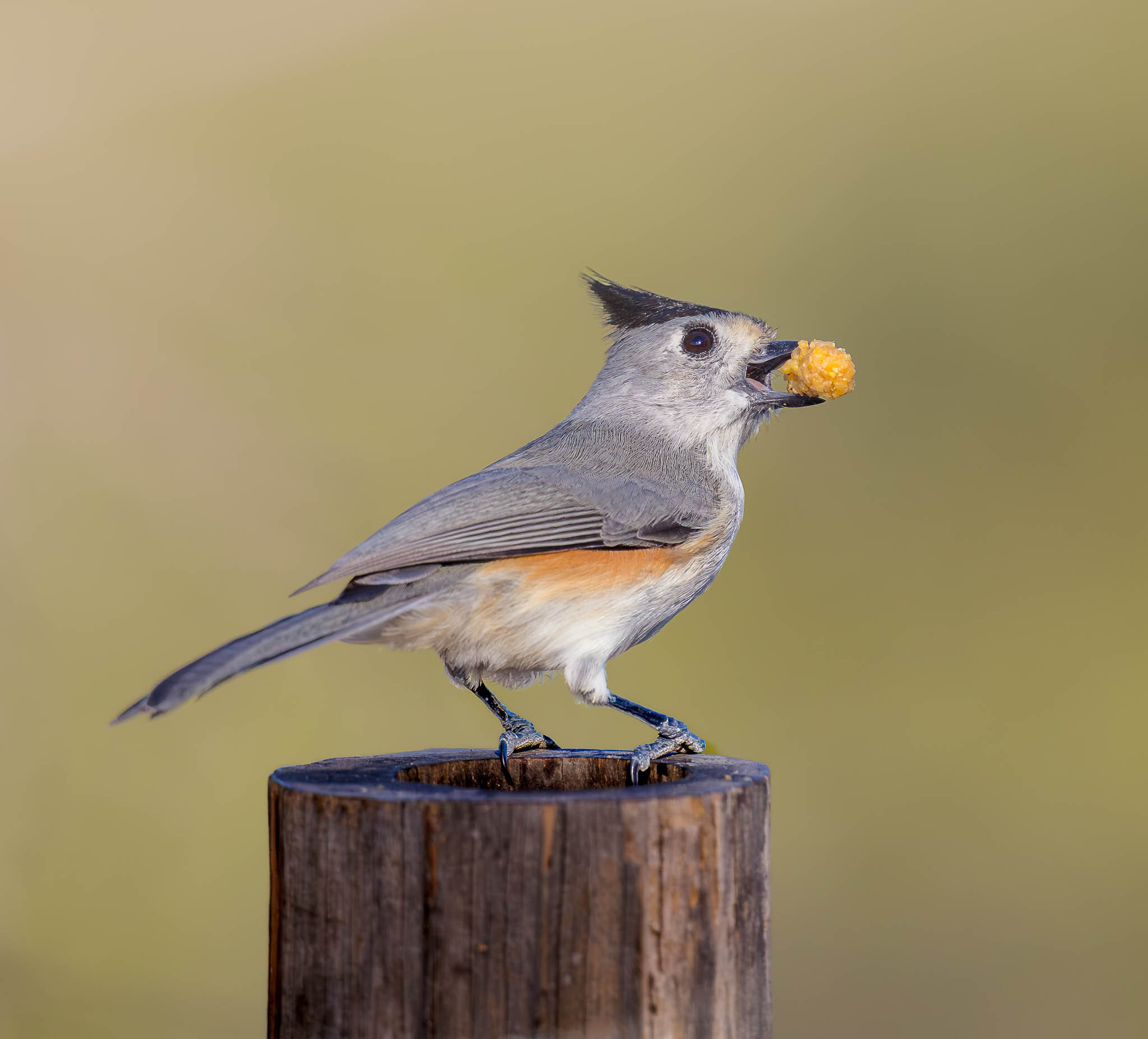 Black-crested Titmouse