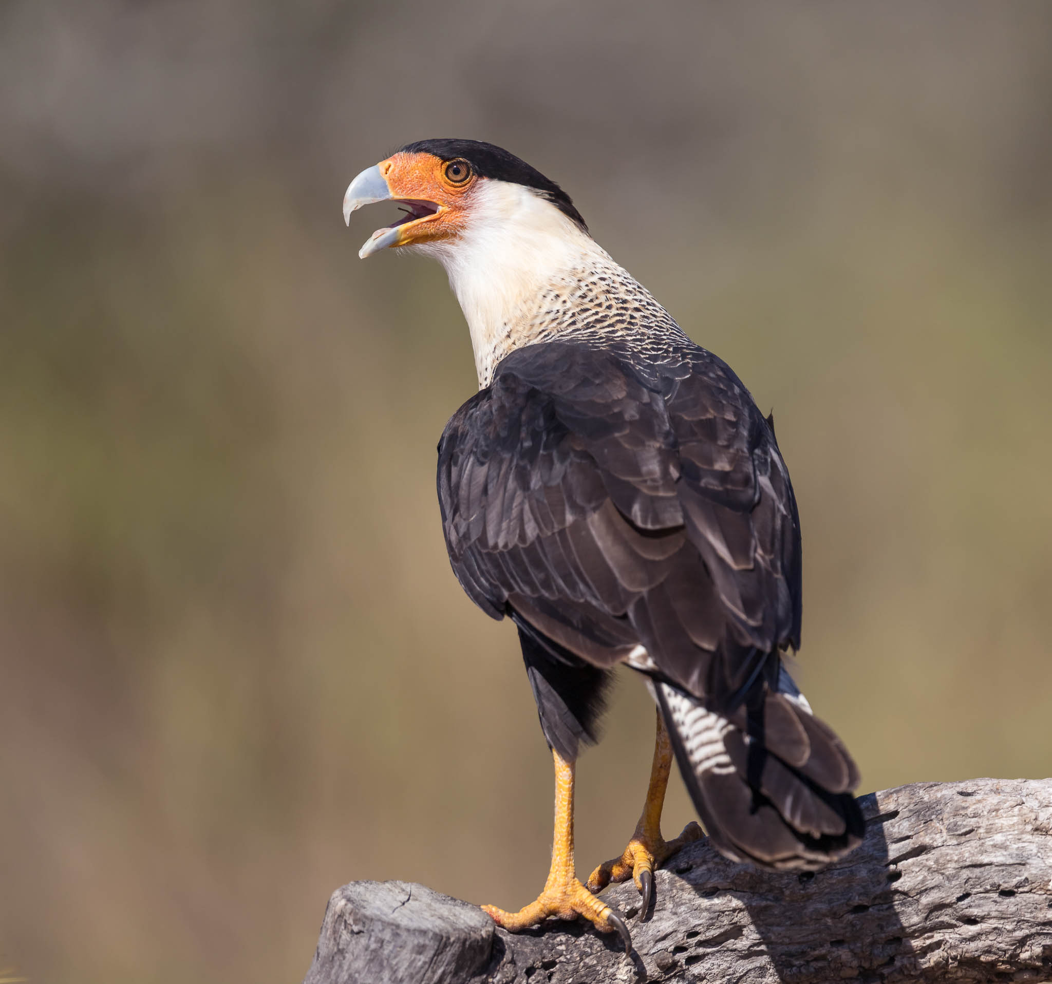 Crested Caracara