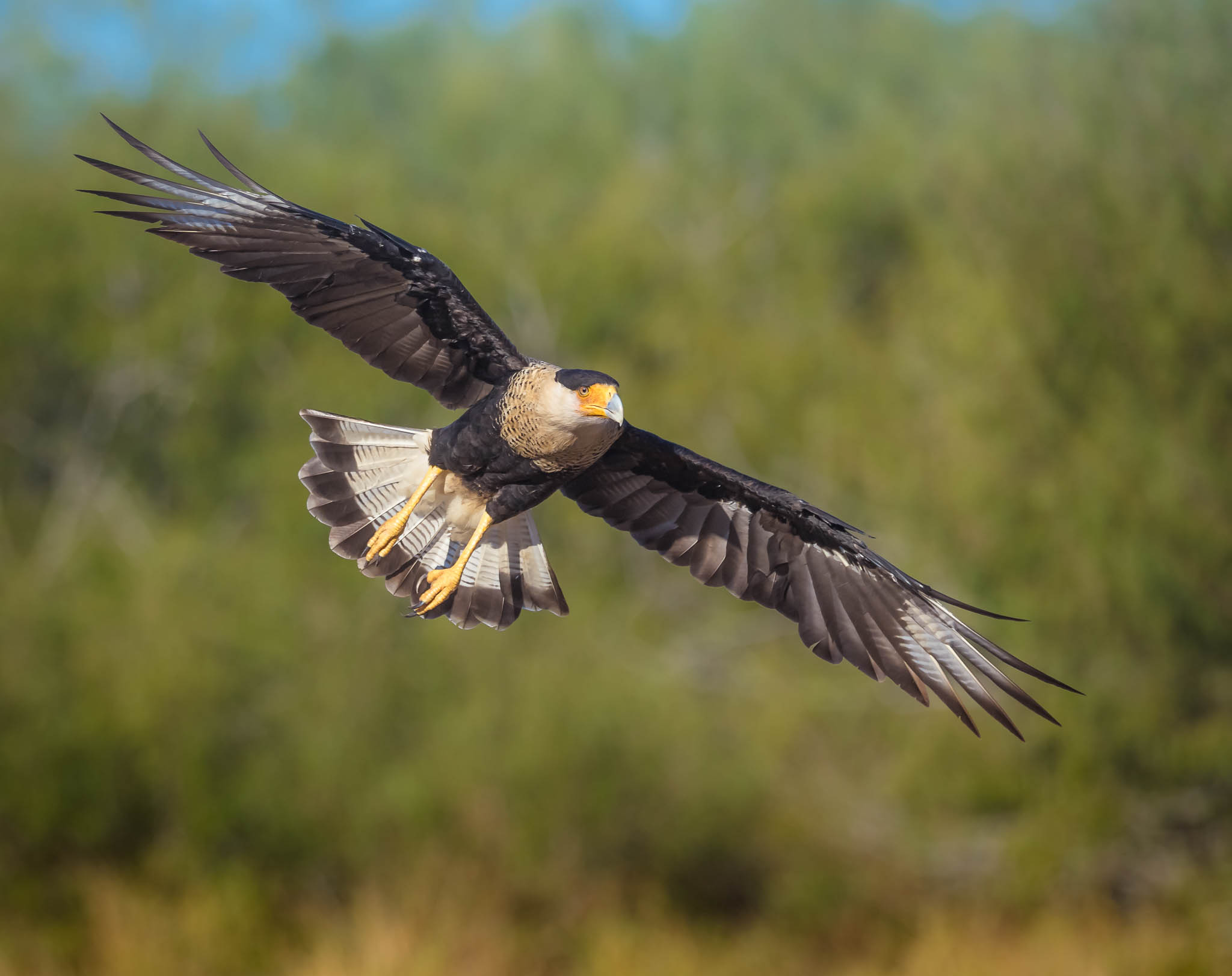 Crested Caracara