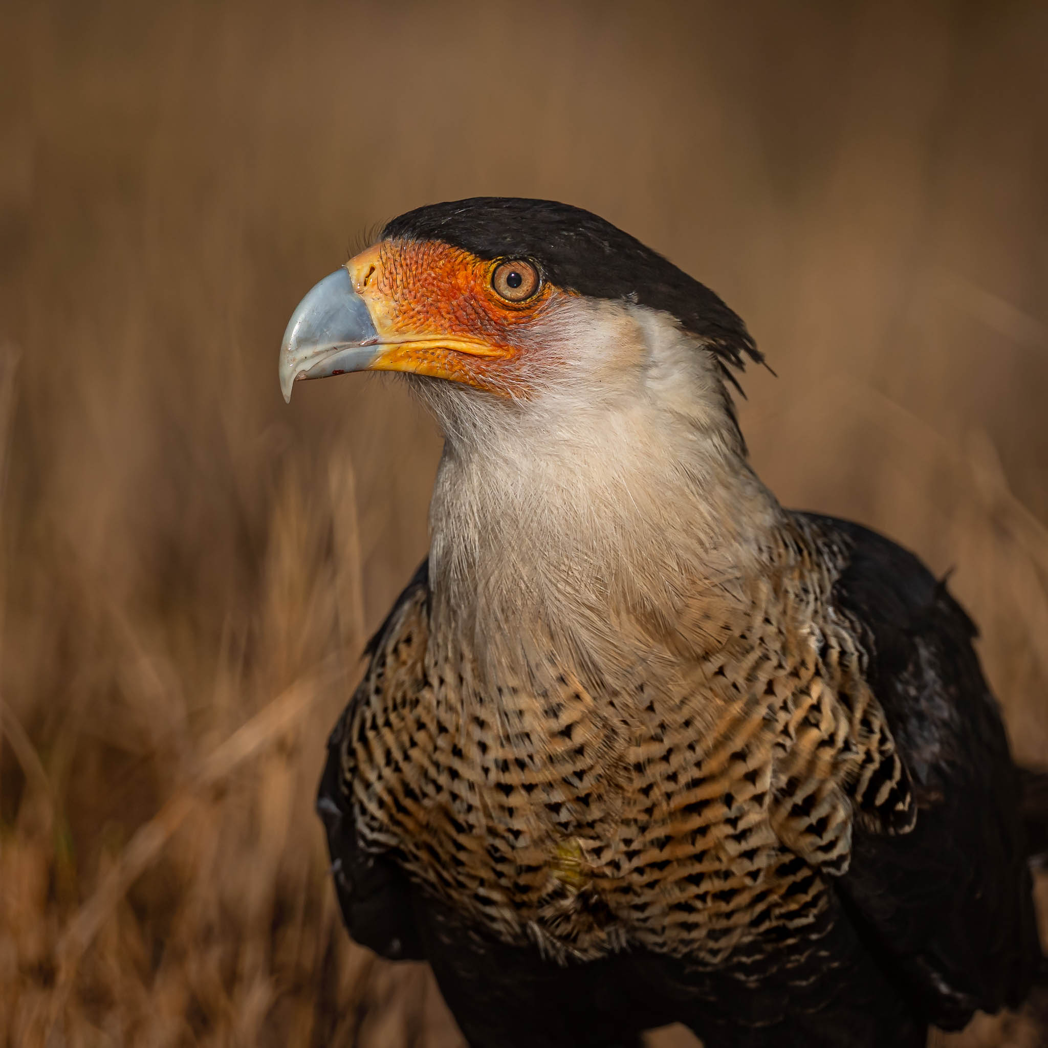 Crested Caracara