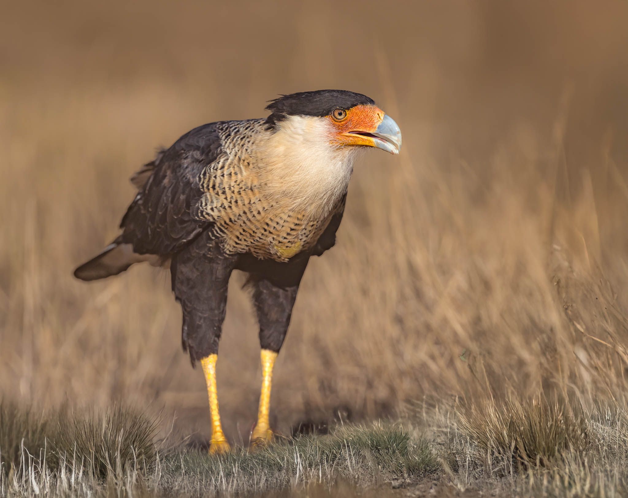 Crested Caracara