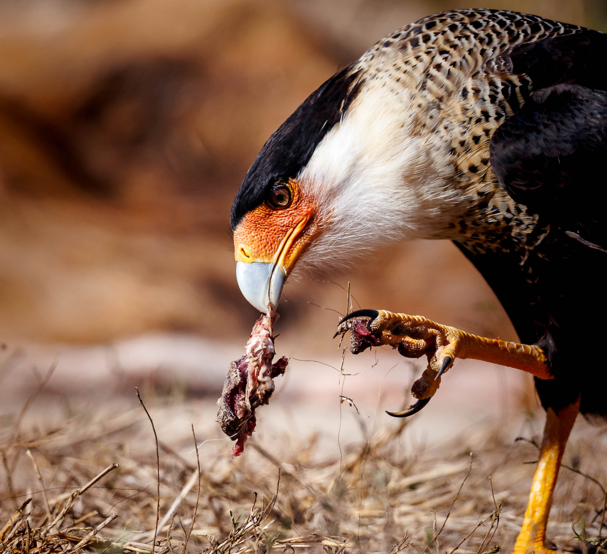 Crested Caracara