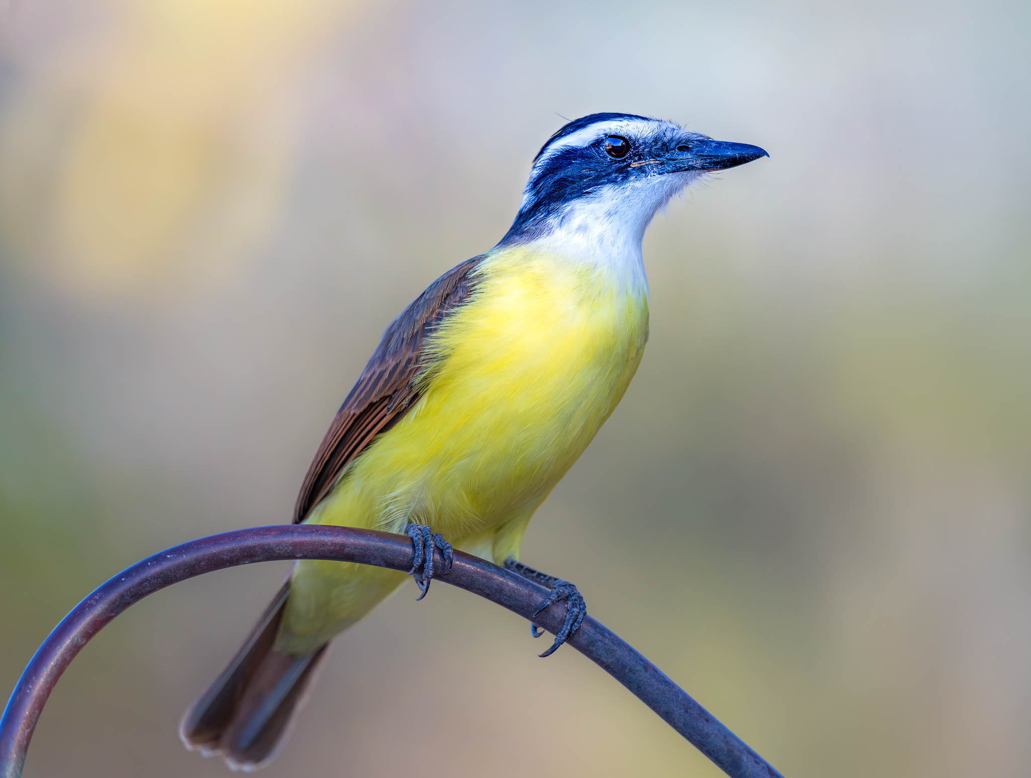 Great Kiskadee