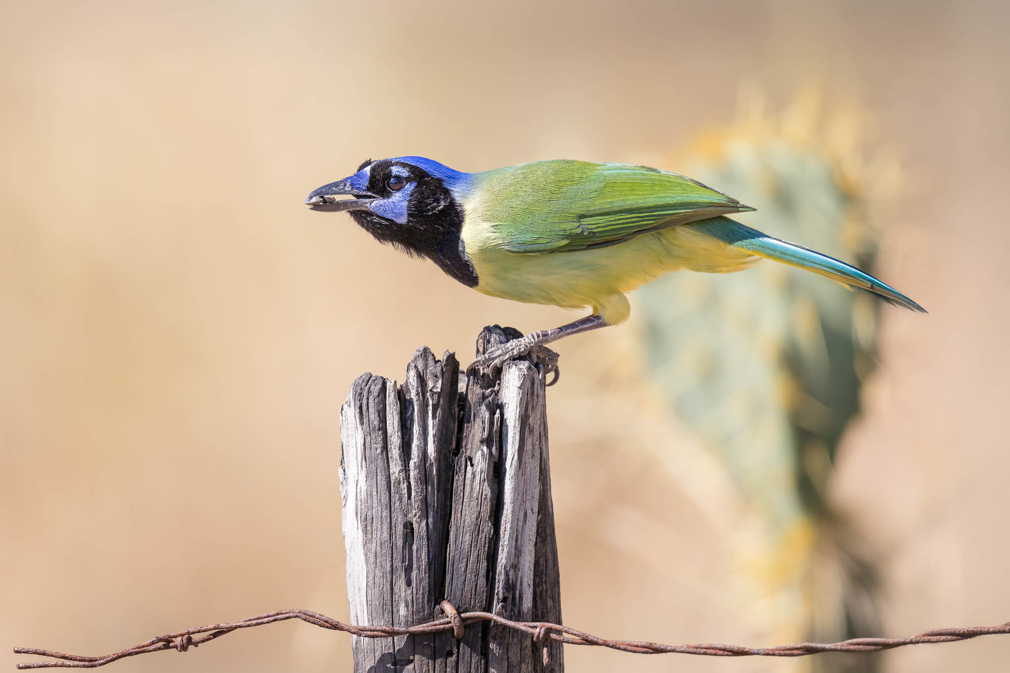 Green Jay