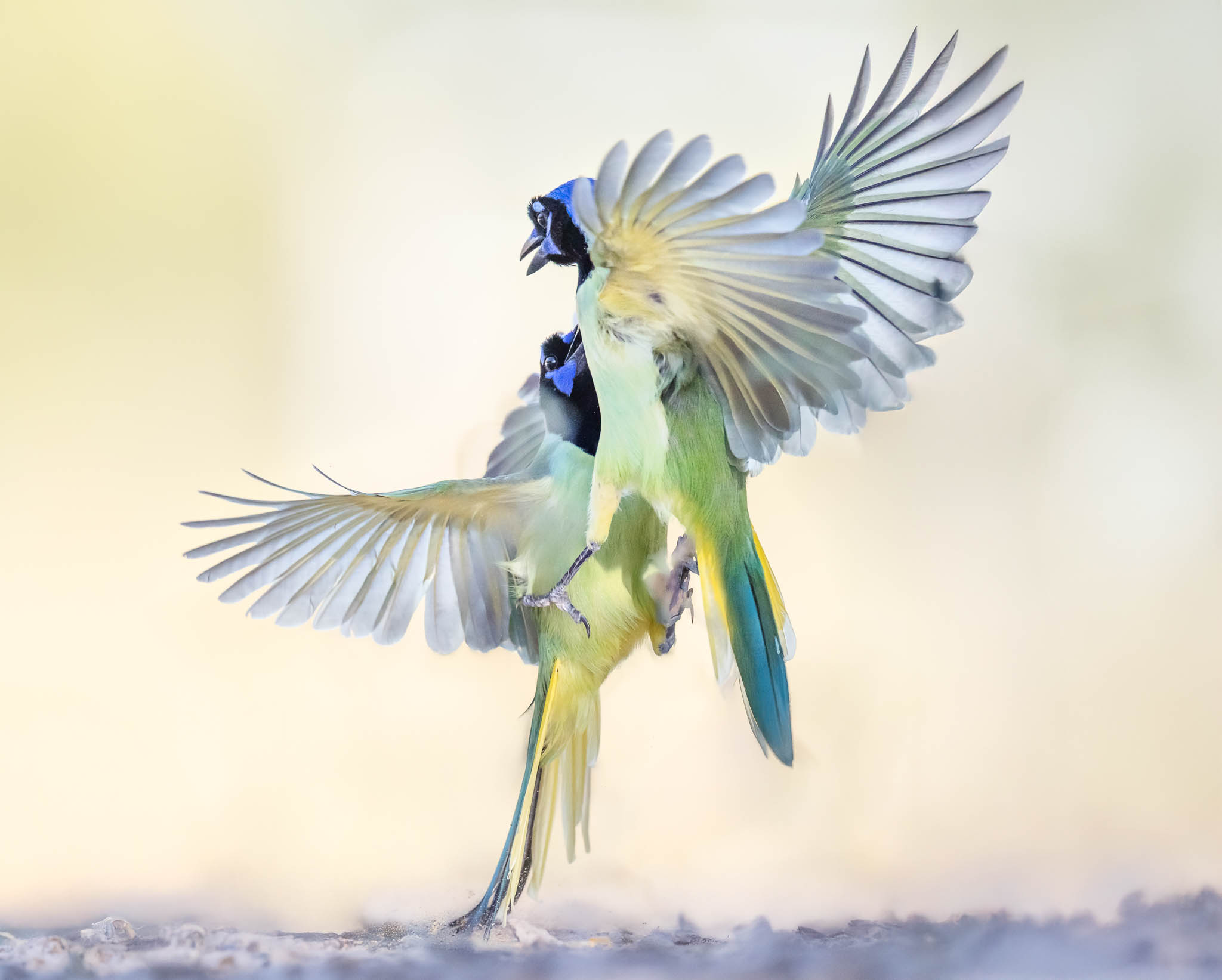 Green Jay