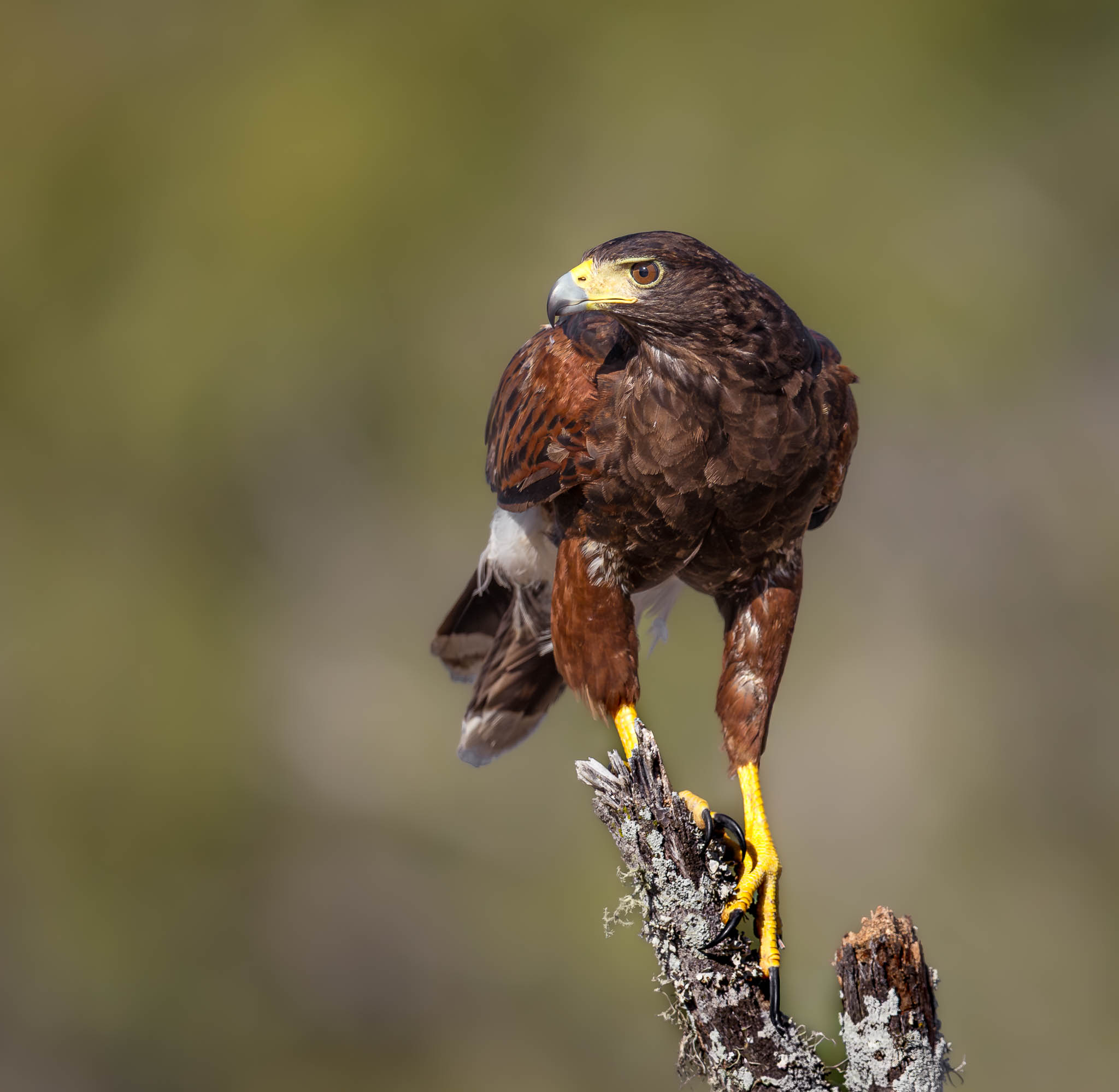 Harris's Hawk