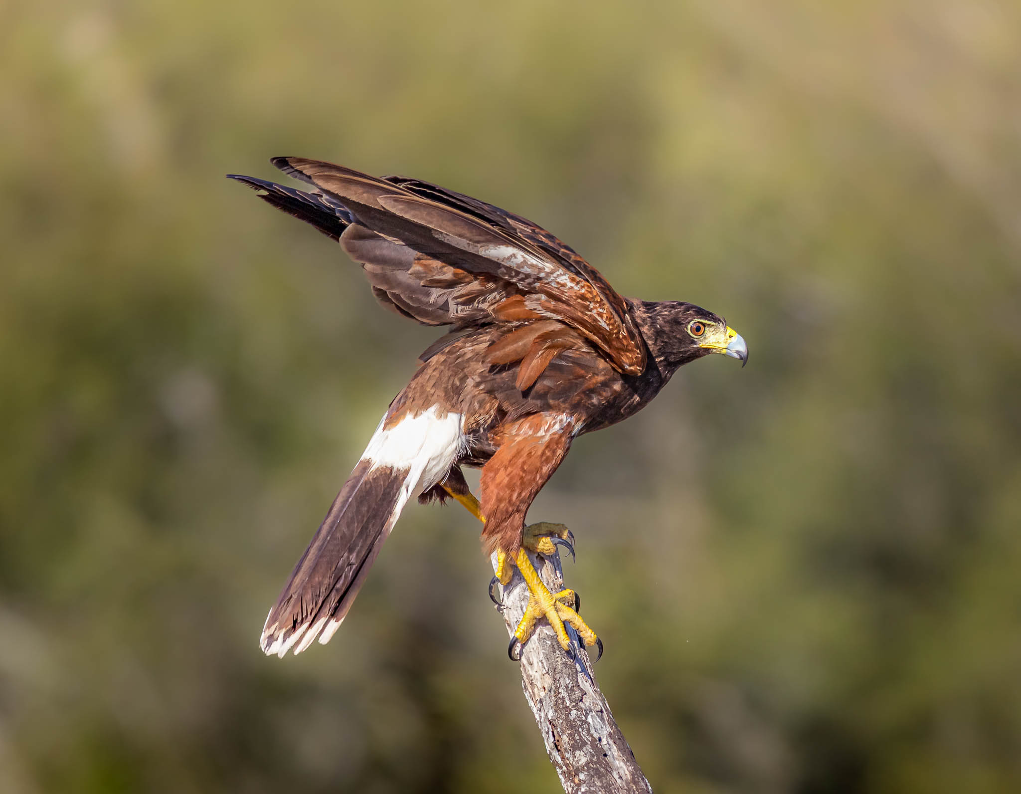 Harris's Hawk