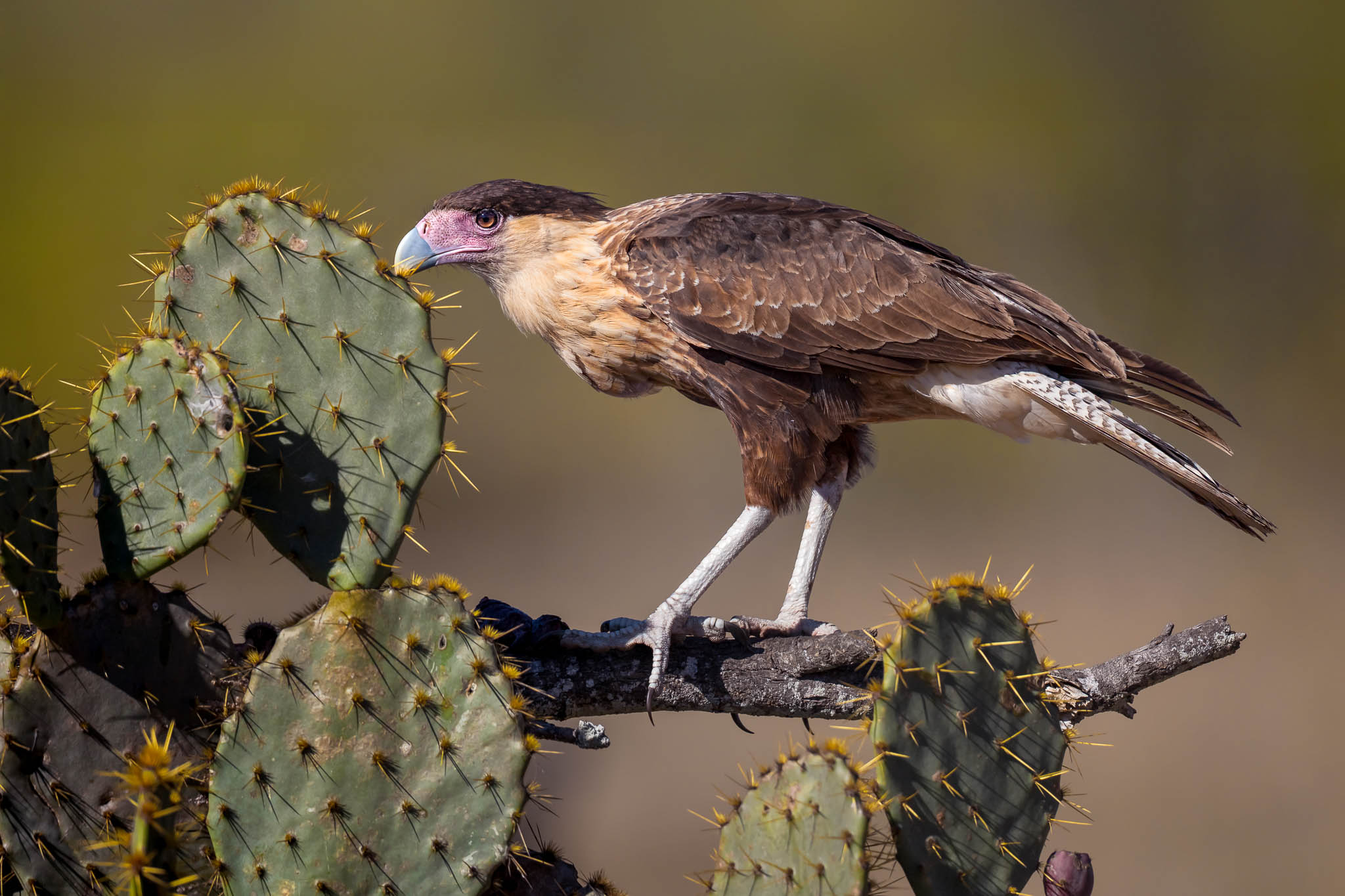 Juvenile Crested Caracara