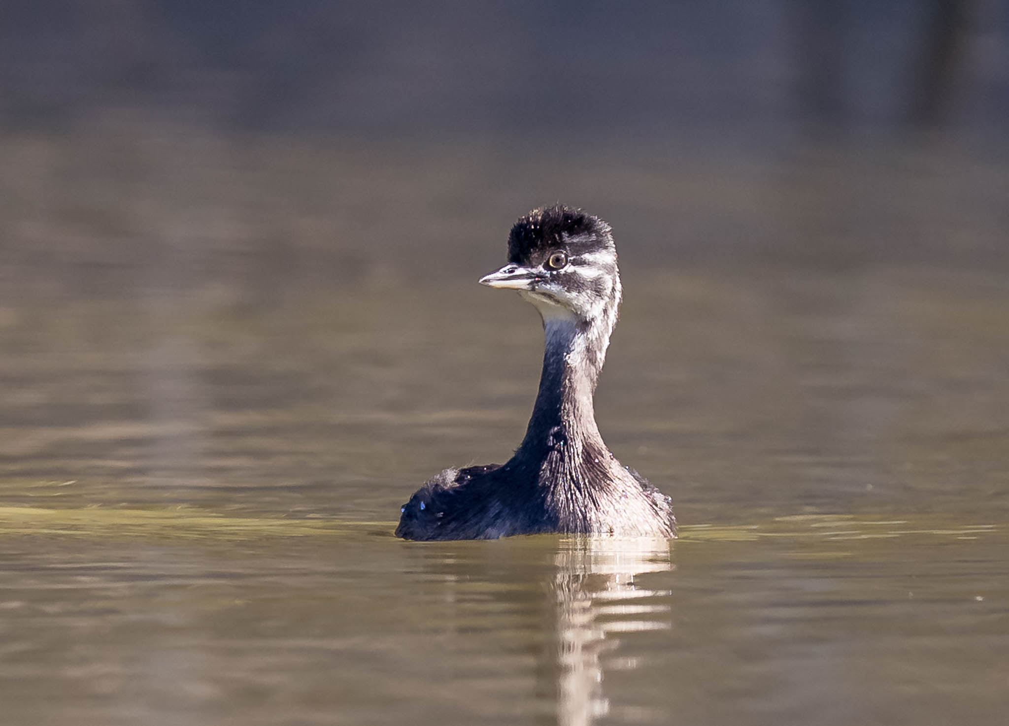 Least Grebe