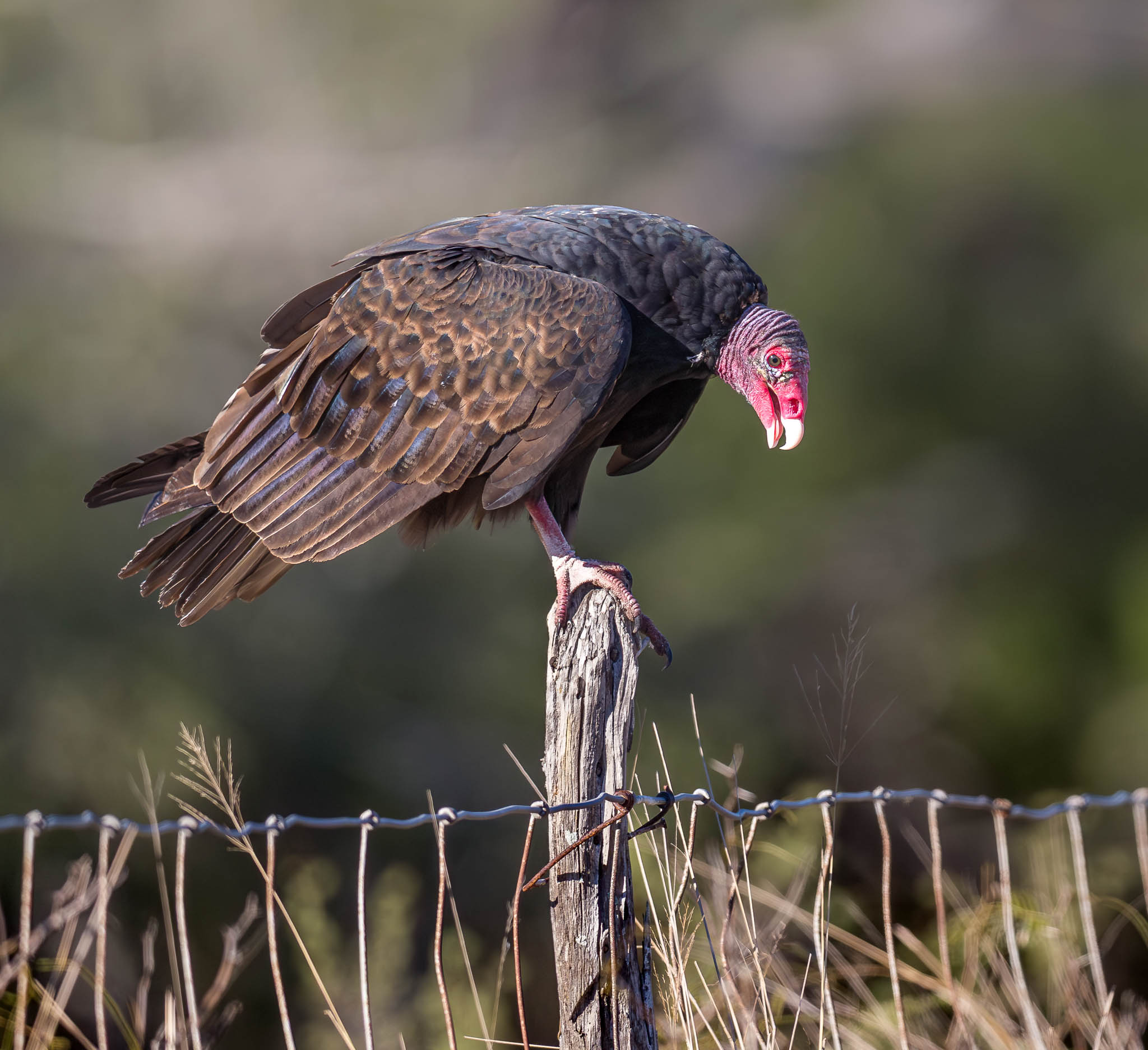 Turkey Vulture