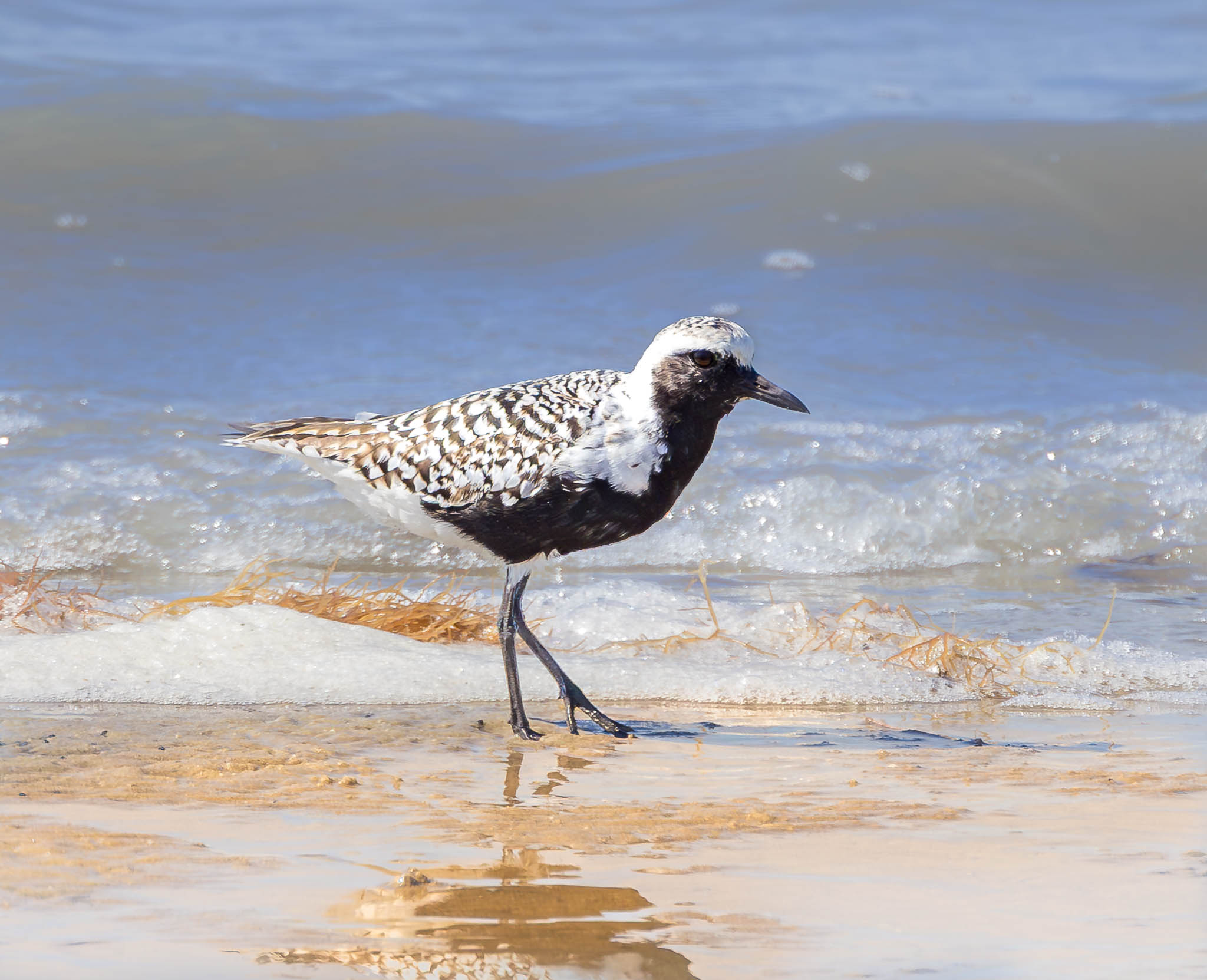 Black-bellied Plover