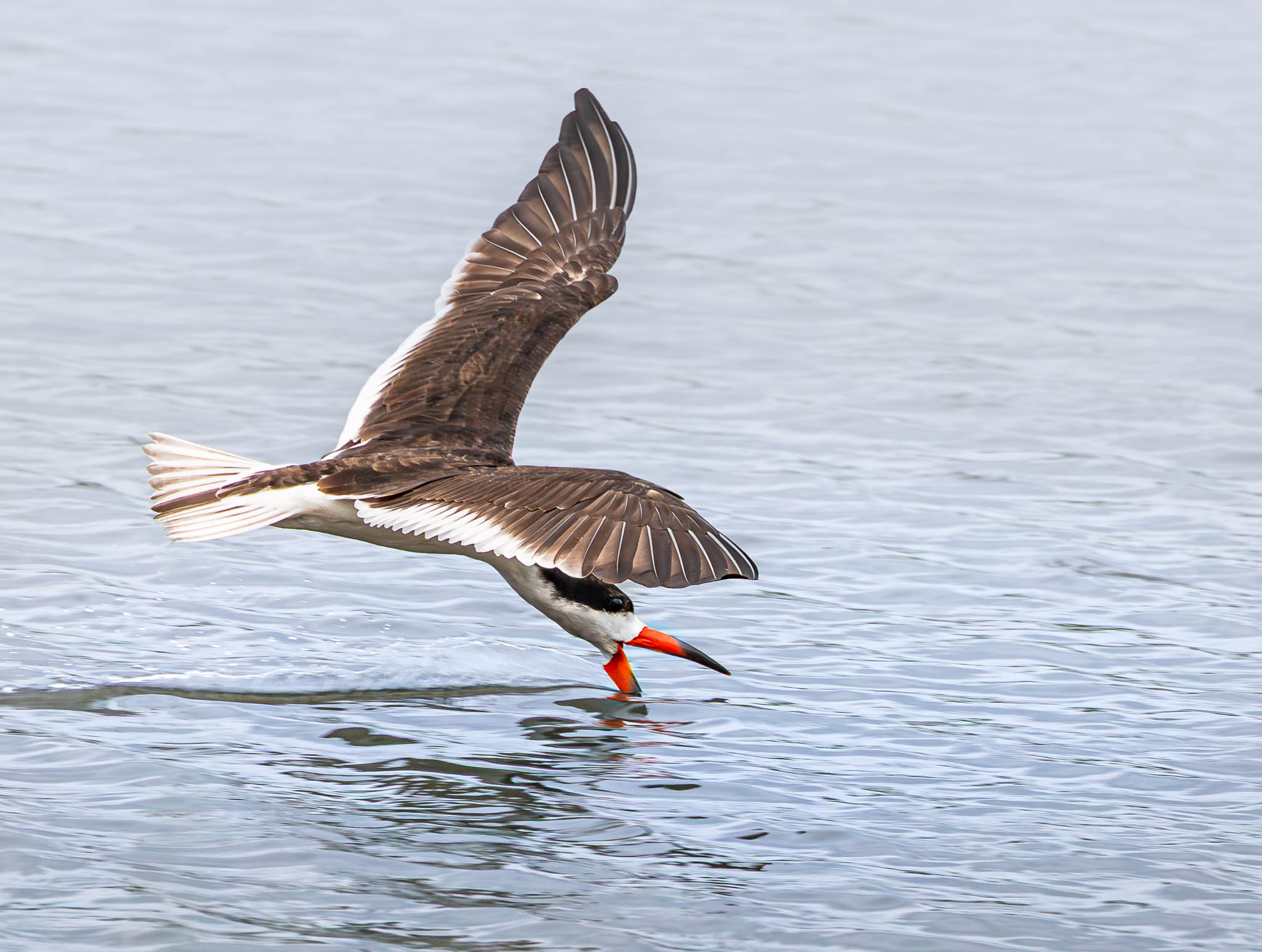 Black Skimmer